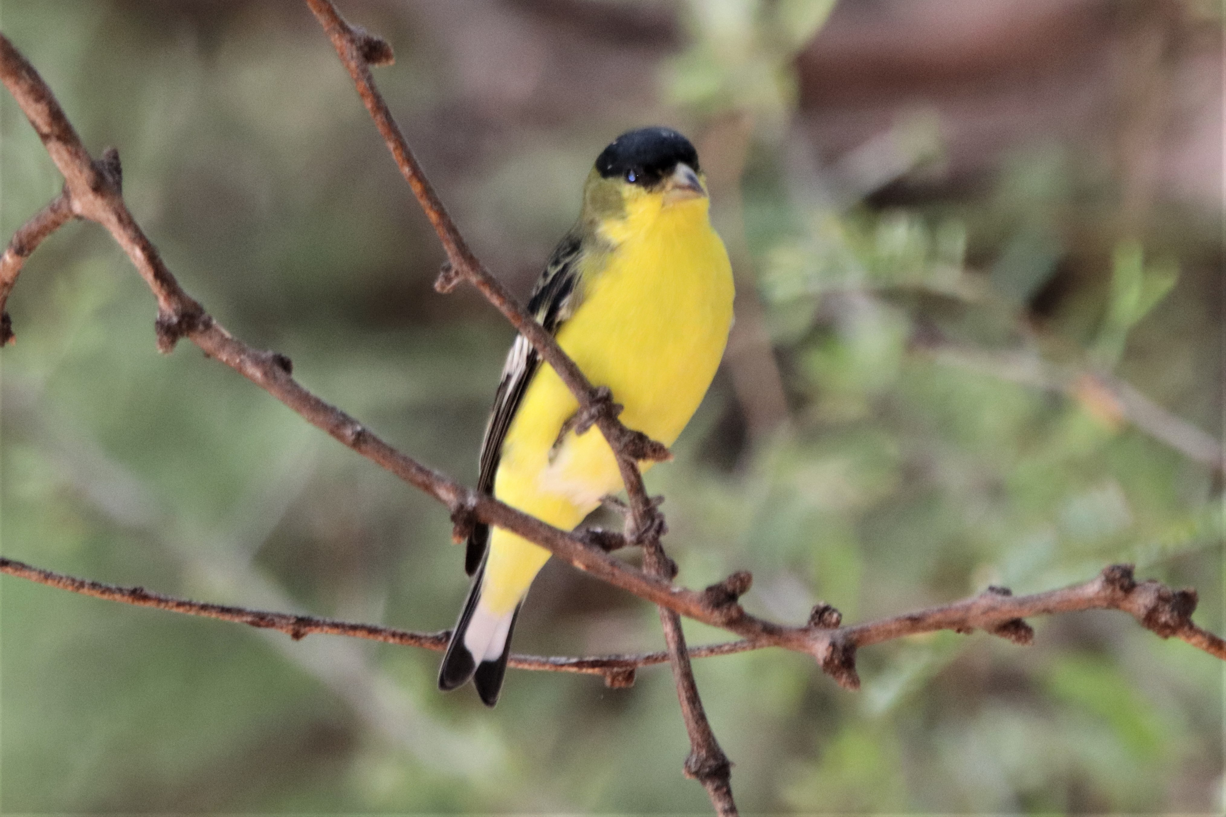 Photo by Buddy Walker  |  Lesser Goldfinch:  "Posing, displaying excellent feather condition"