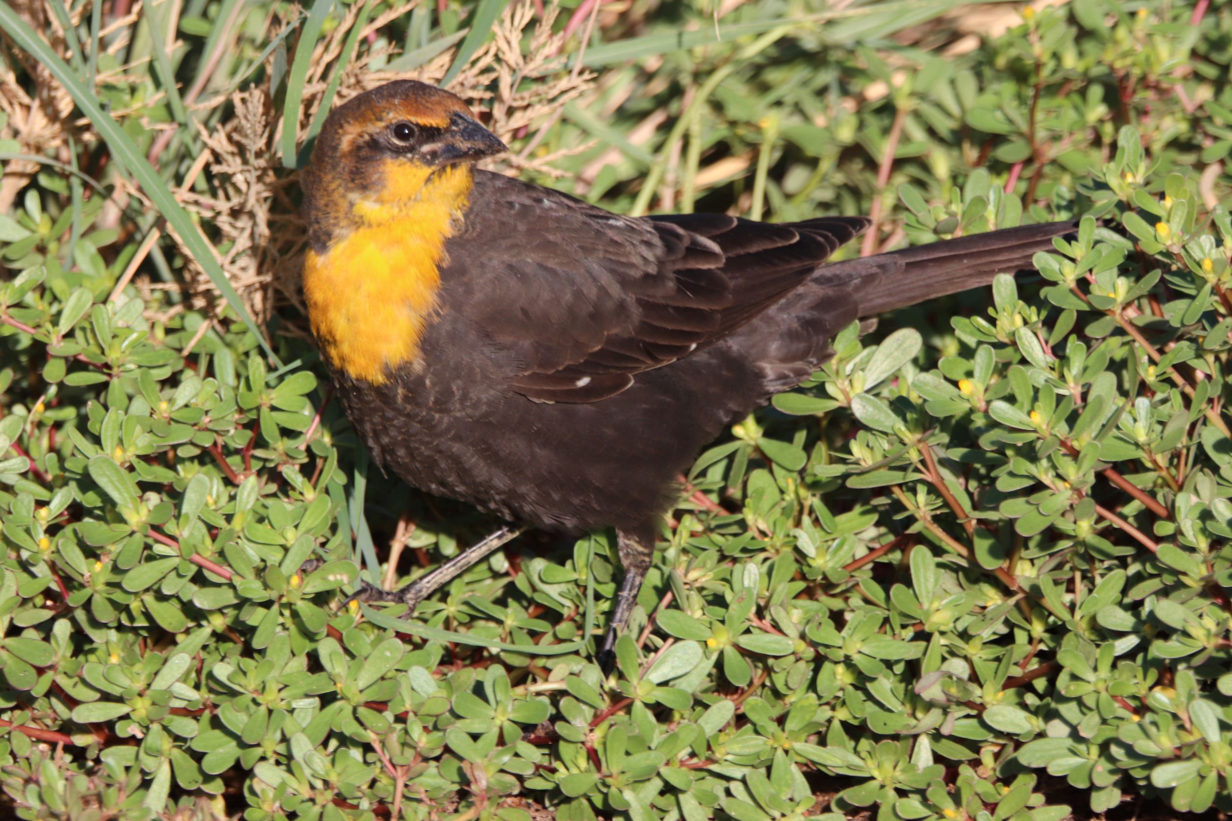 Photo by Buddy Walker  |  Yellow-headed Blackbird: "Check out area for activity before searching for lunch"