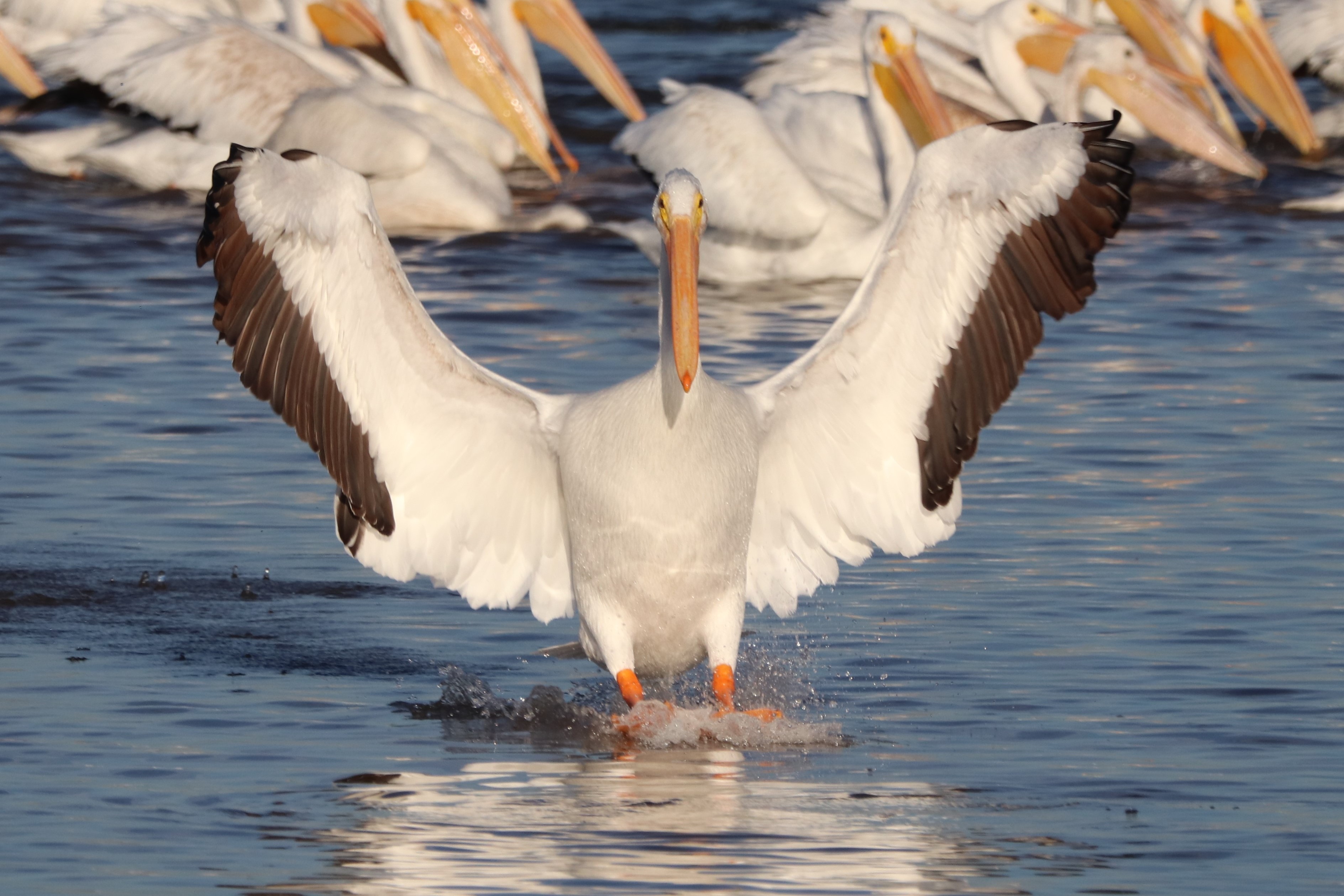 Photo by Buddy Walker  |  American White Pelican:  "Coming In For A Landing"