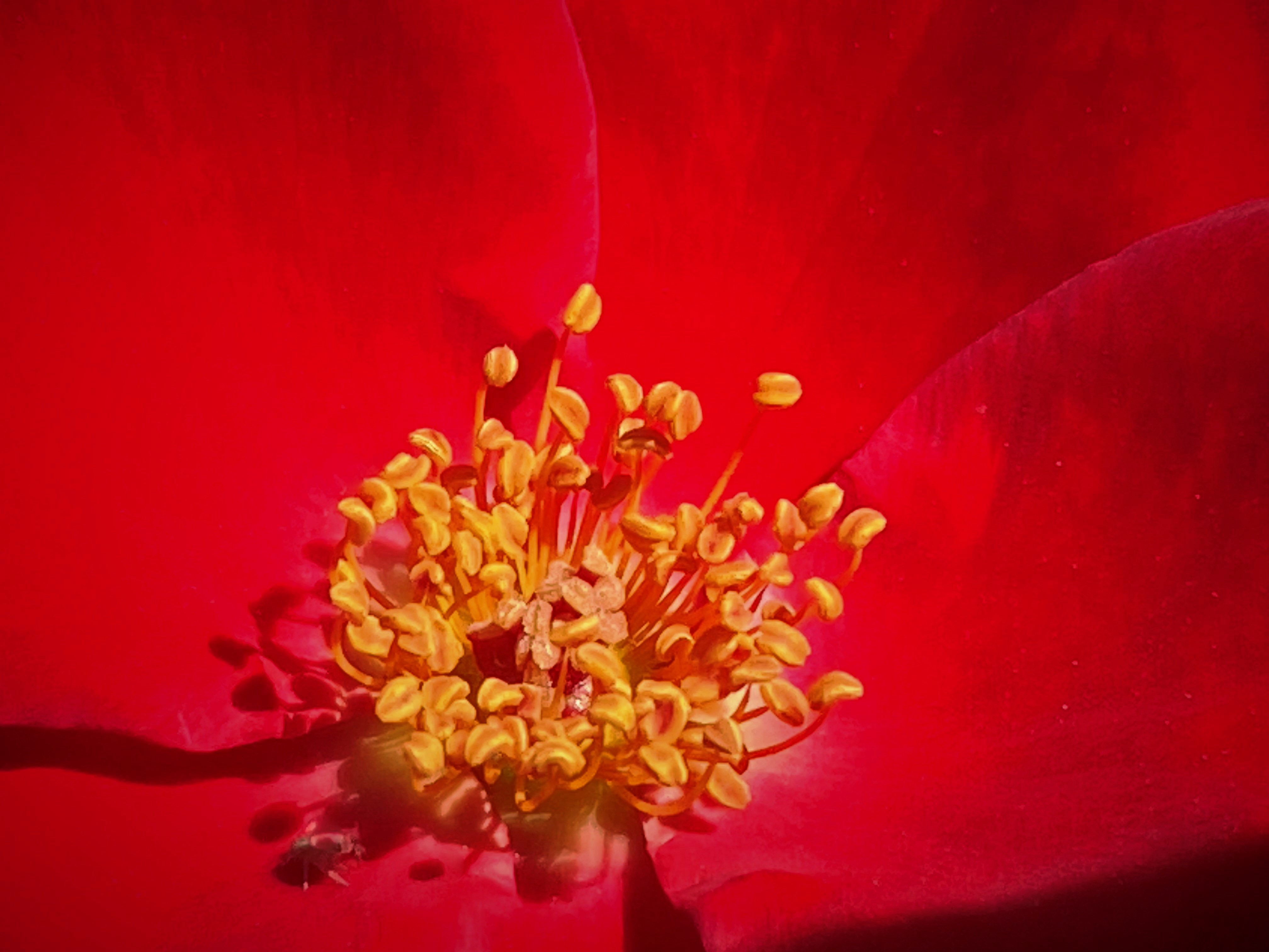 Photo by Rita Chakkera  |  Gravitating-A rose from Mesa Community College rose garden