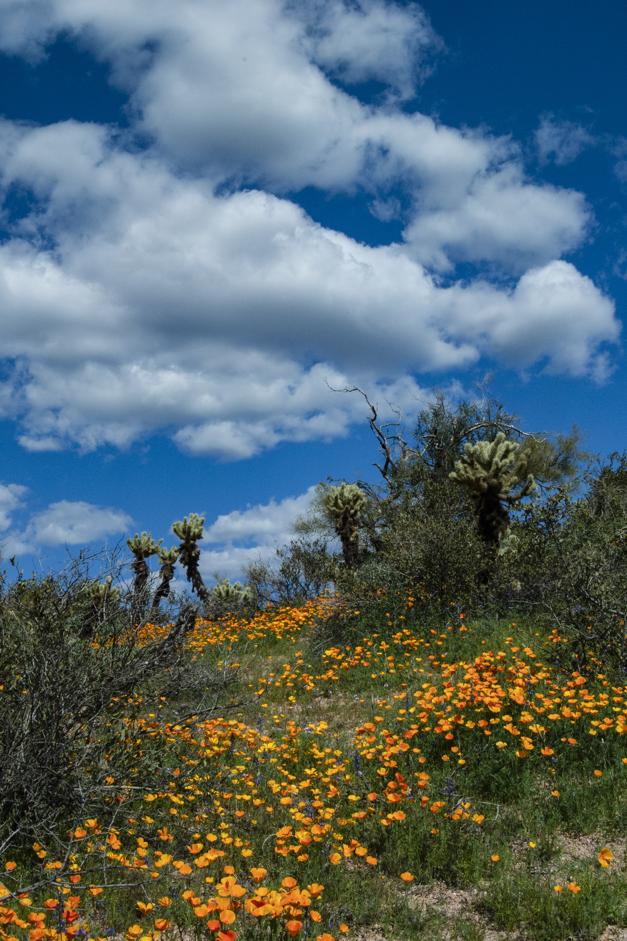 Photo by Robert Grebe  |  Poppies in bloom - Bartlett Lake