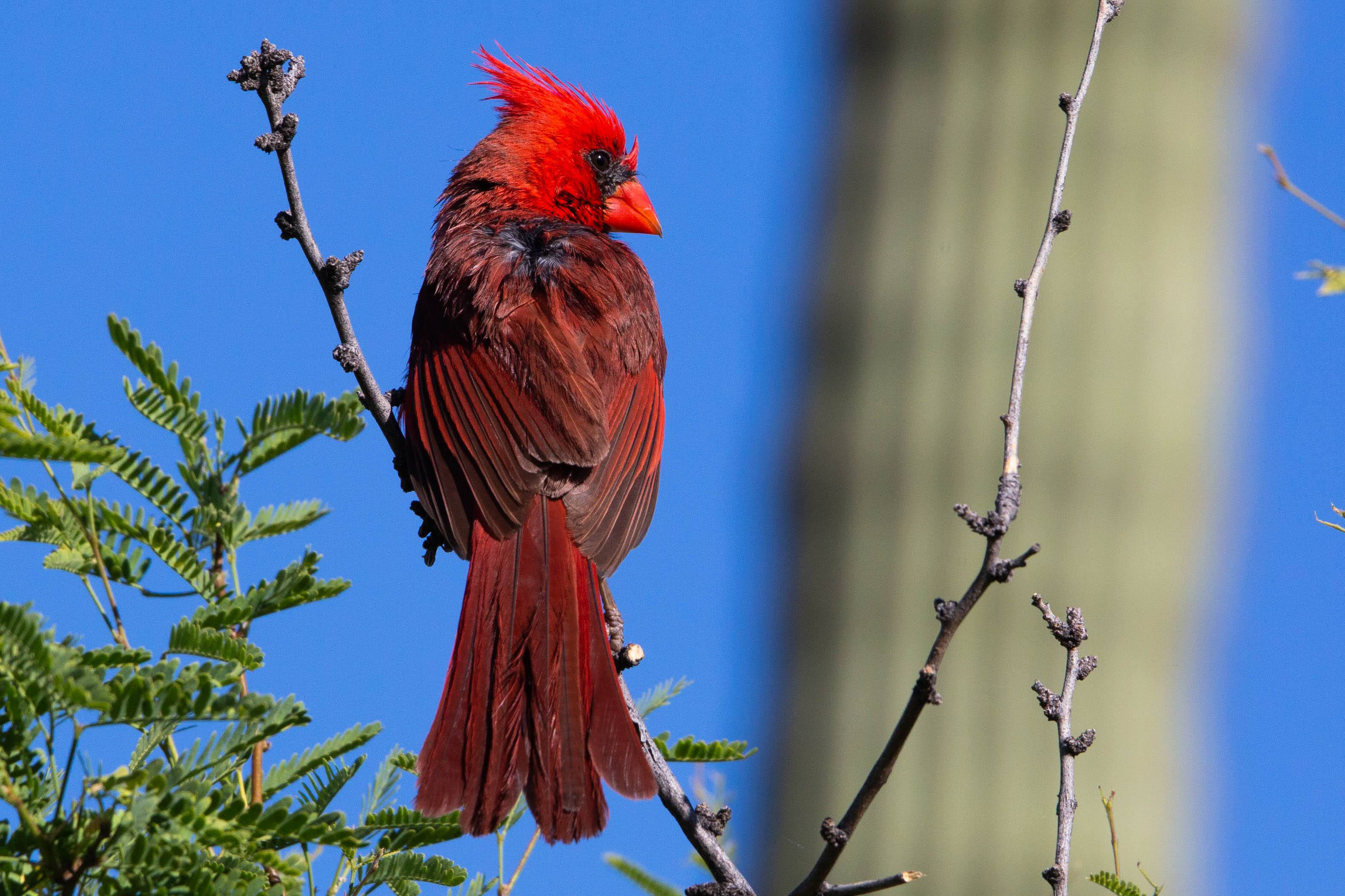 Photo by Greg Ralbovsky  |  Northern Cardinal hanging out in the Arizona Desert at the Boyce Thompson Arboretum.