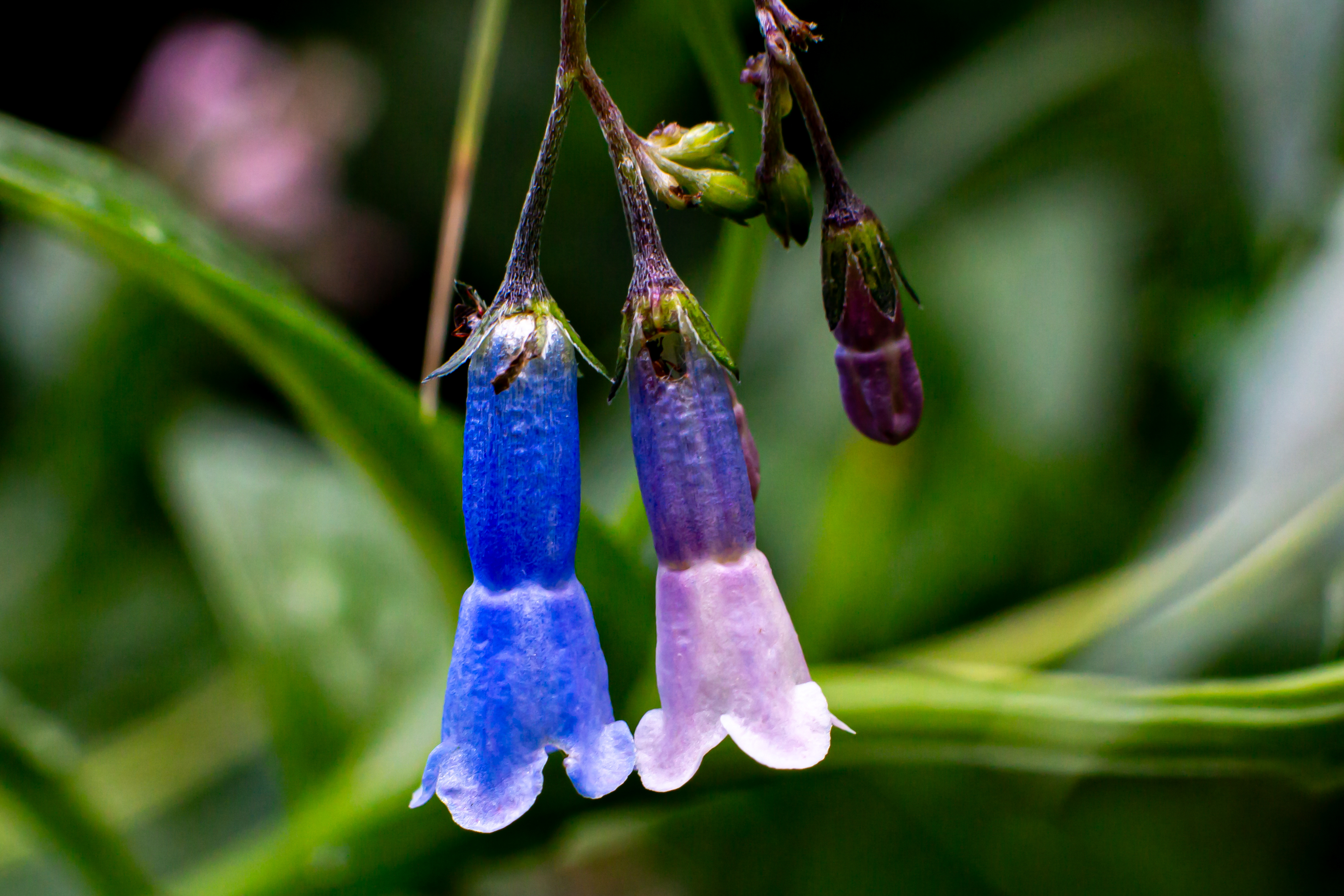 Photo by Greg Ralbovsky  |  Blue & Purple Bell Flowers along the Thompson Trail in the White Mountains