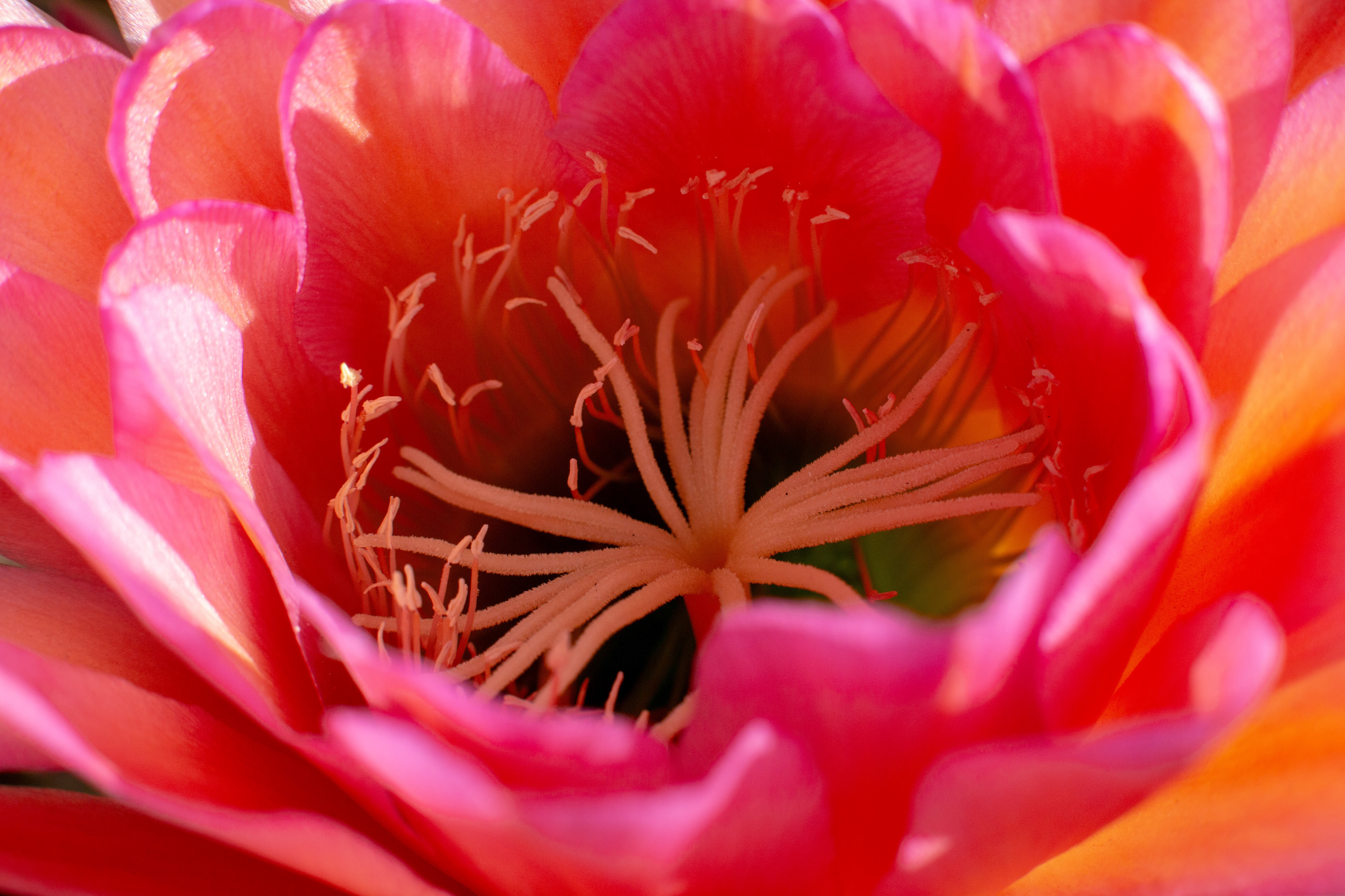Photo by Greg Ralbovsky  |  Cactus Flower Bloom from this Spring