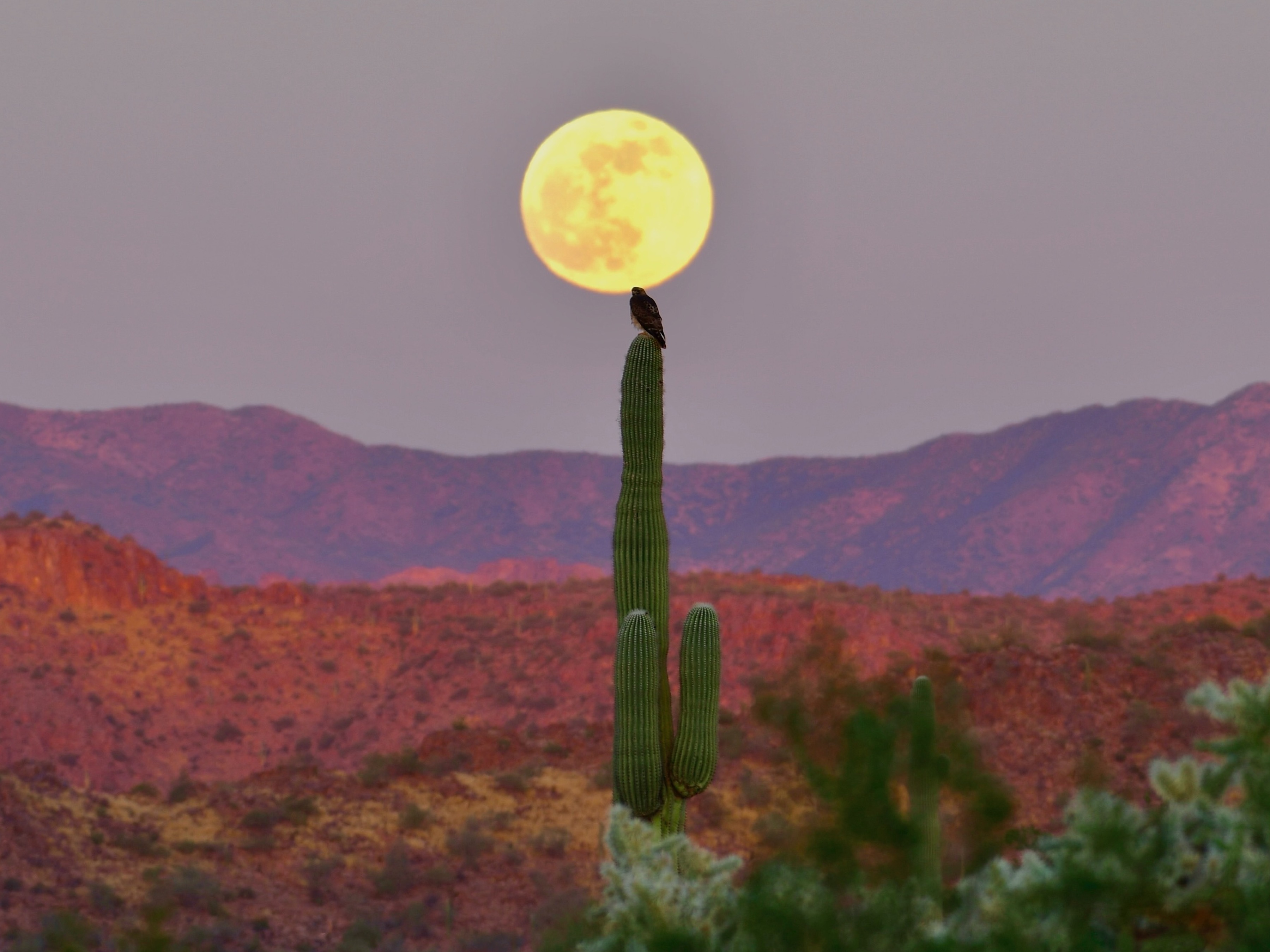 Photo by Robert Oldt  |  The winter solstice moon rises over the Superstition Wilderness, witnessed by a red-tailed hawk perched on its giant saguaro. 