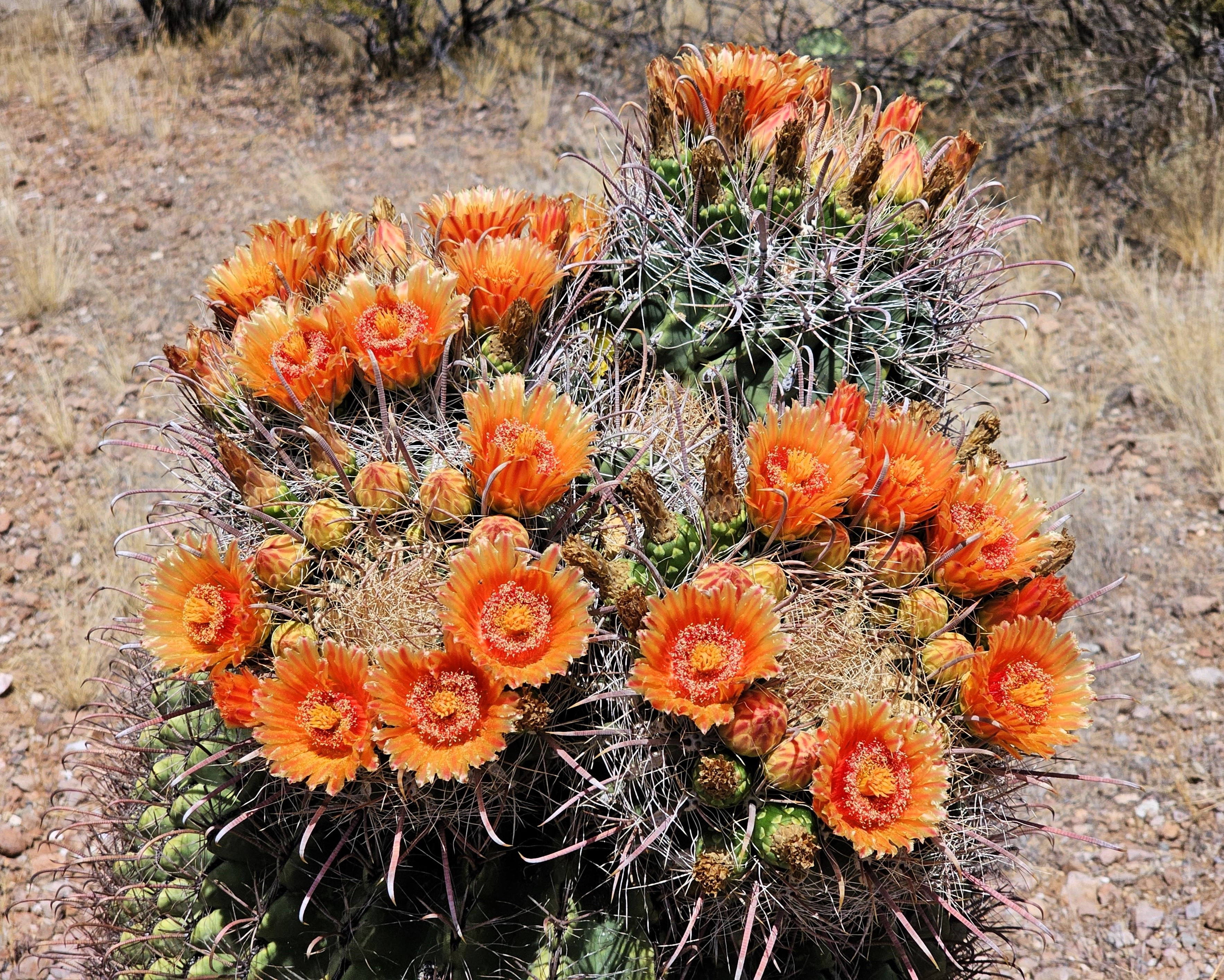 Photo by Tom Stark  |  Unusual Arizona or Fishhook Barrell Cactus with multiple heads with crowns of flowers.  