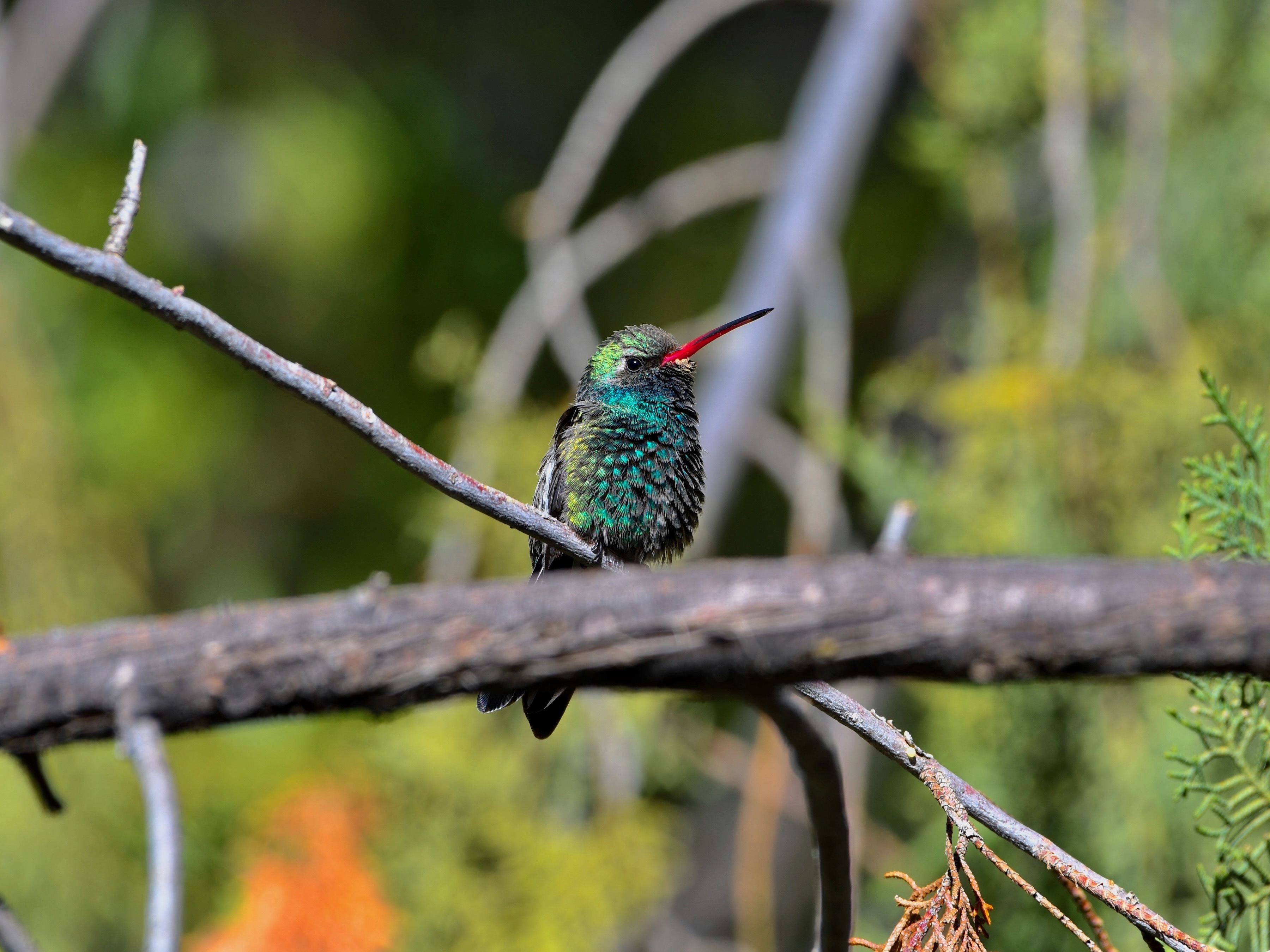 Photo by Robert Oldt  |  A bright broad-billed hummingbird finds respite from the Superior desert in the thick greenery along Queen Creek. 