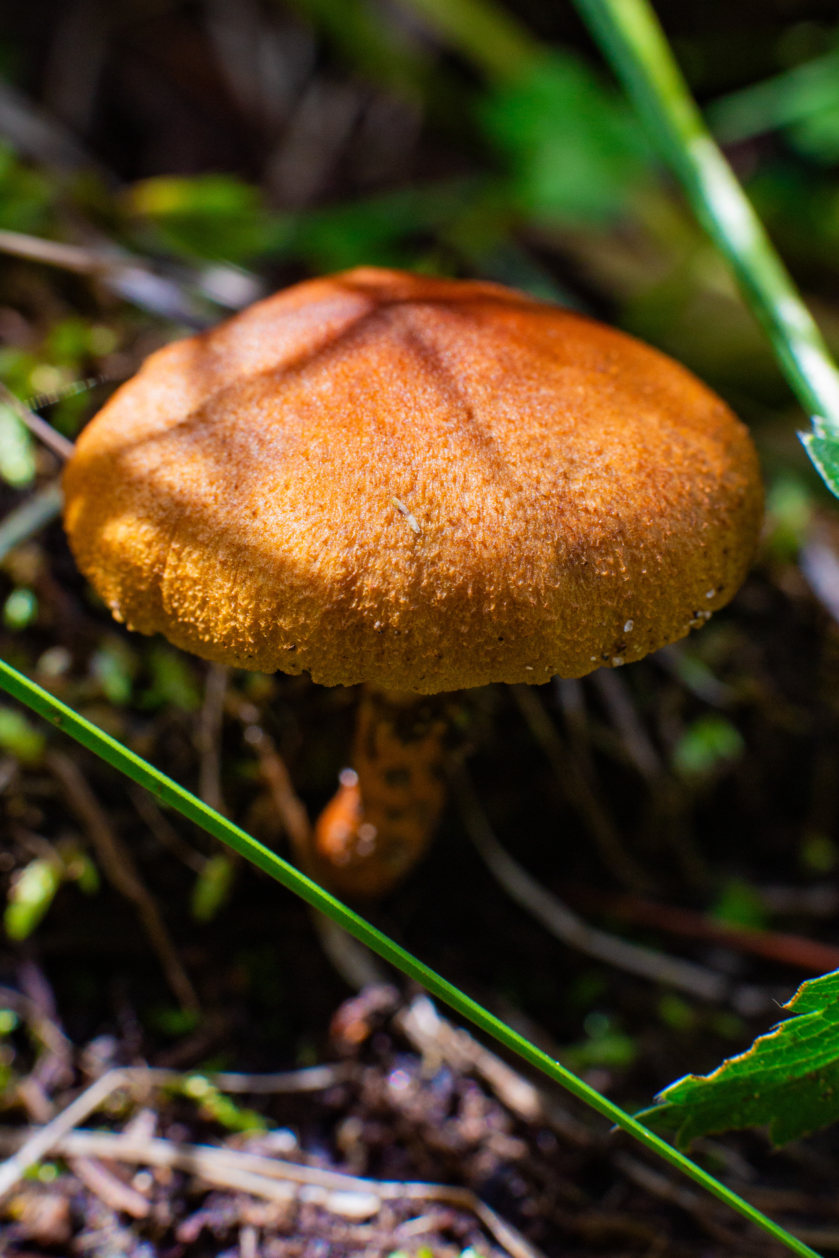 Photo by Greg Ralbovsky  |  Mushroom along Thompson Trail in White Mountains