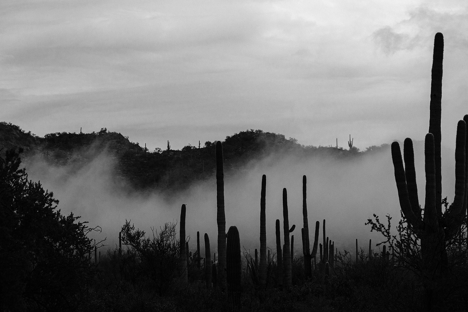 Photo by Diana Lustig  |  Fog moves through Saguaro cacti after a storm in Tucson, Arizona. 