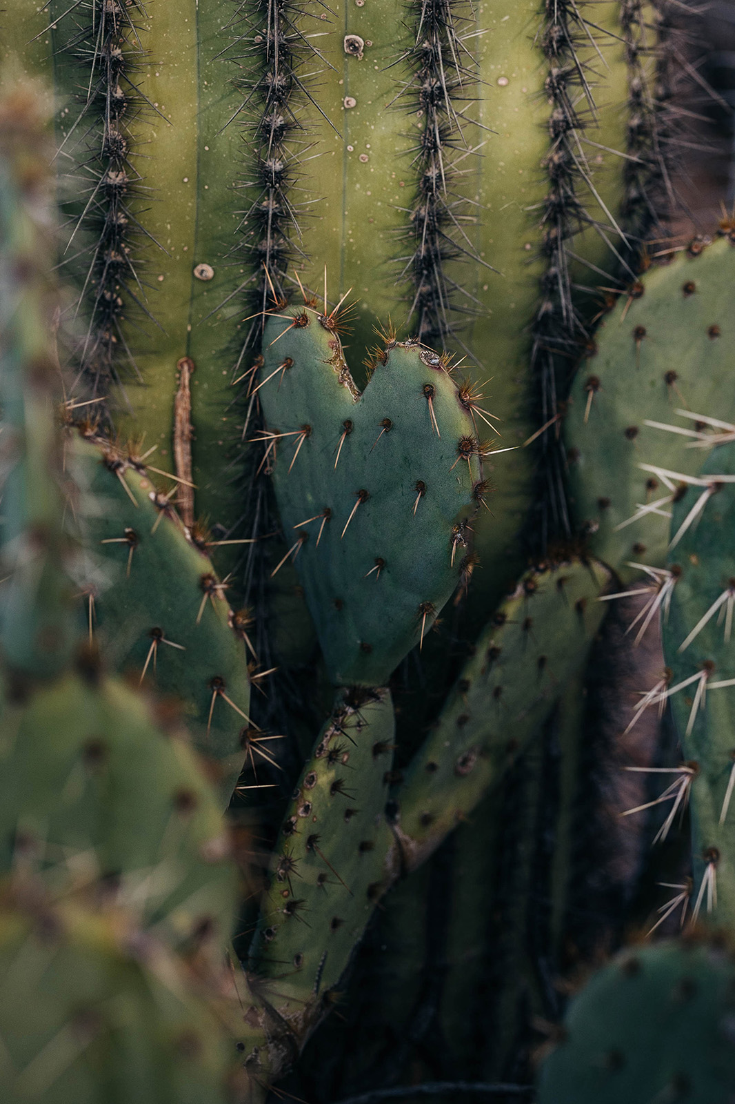 Photo by Diana Lustig  |  It's easy to miss, but a cactus in the shape of a heart resides in the Tucson desert. 