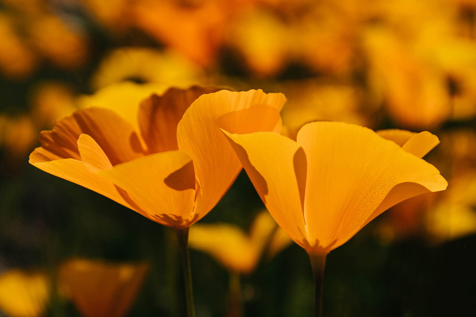Photo by Diana Lustig  |  Orange poppies carpet the ground in Bulldog Canyon near the Salt River. 