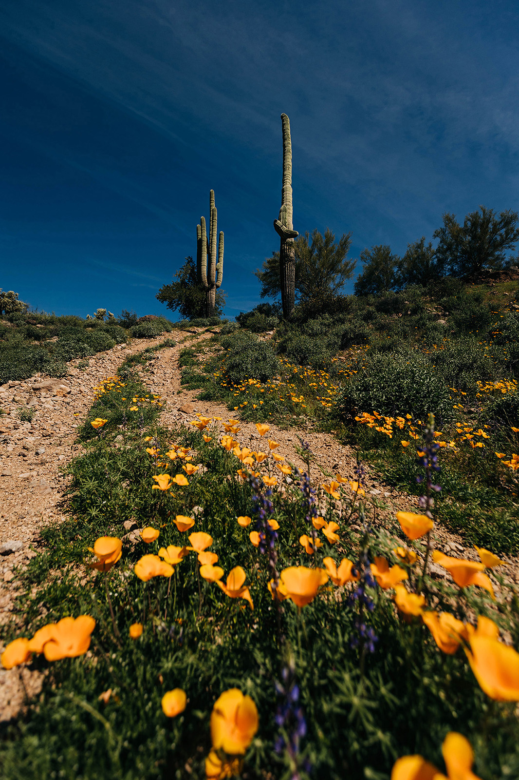 Photo by Diana Lustig  |  Poppies grow between tire tracks in Bulldog Canyon. 