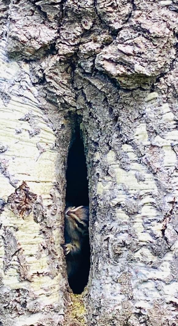 Photo by Lori Napoli  |  Chipmunk poking its head out of an aspen tree