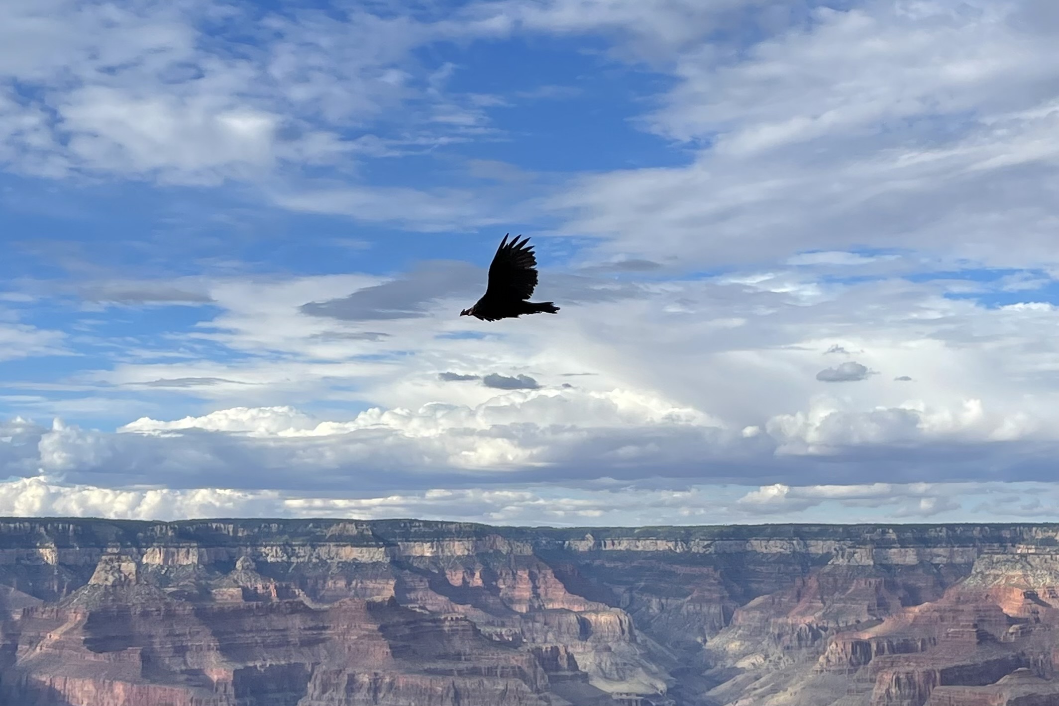 Photo by Donna  Burge  |  California Condor soaring over Grand Canyon South Rim