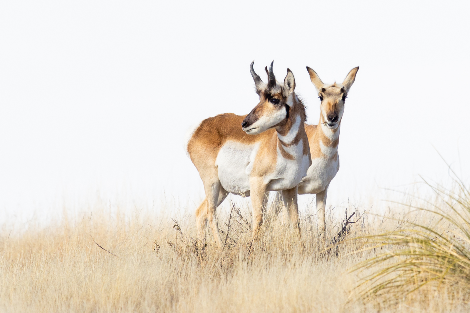 Photo by James Capo  |  Pronghorn Antelope graze near Prescott Valley, AZ