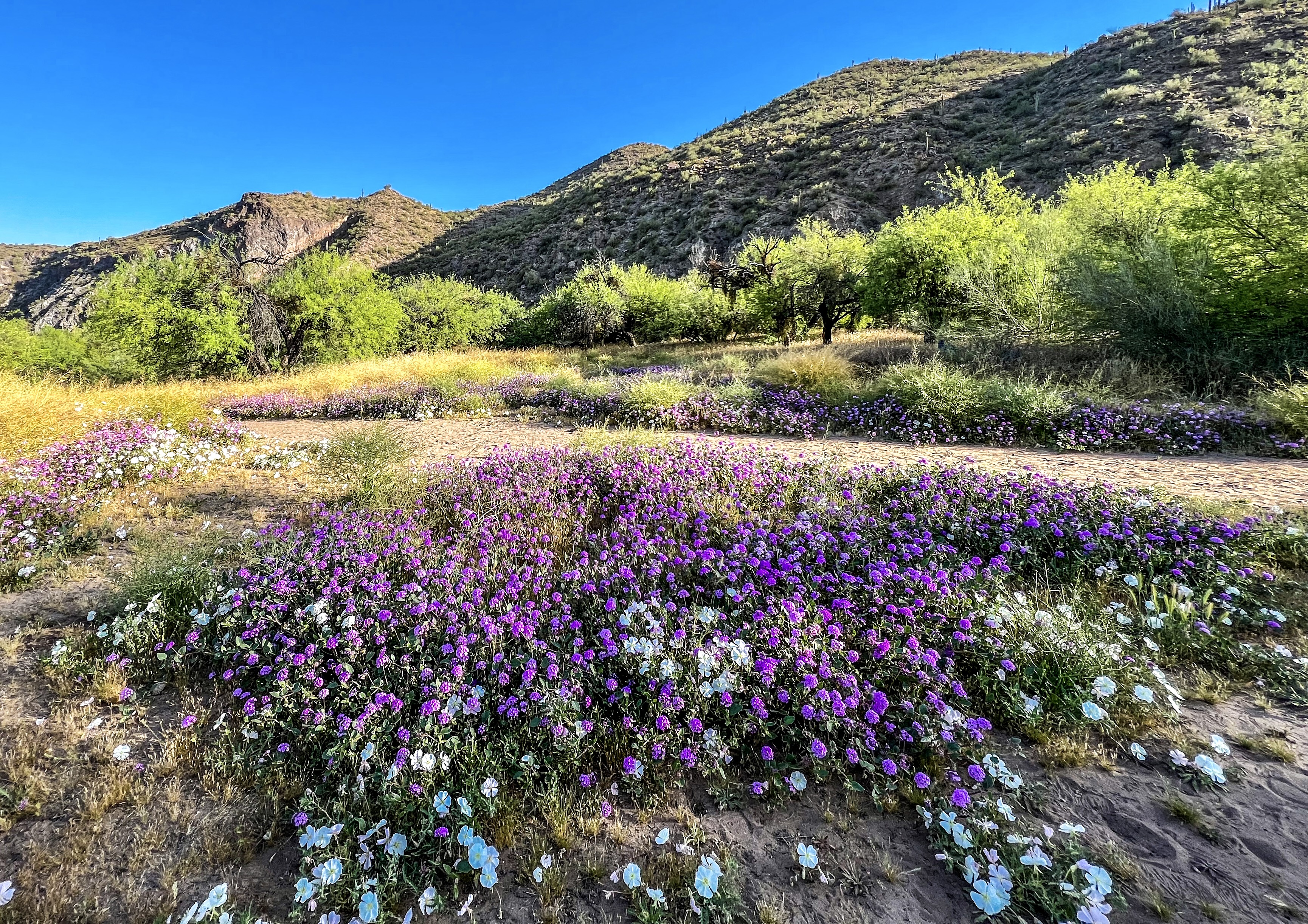 Photo by Lisa Renee Ludlum  |  Spring wildflowers blanket the landscapes of AZ