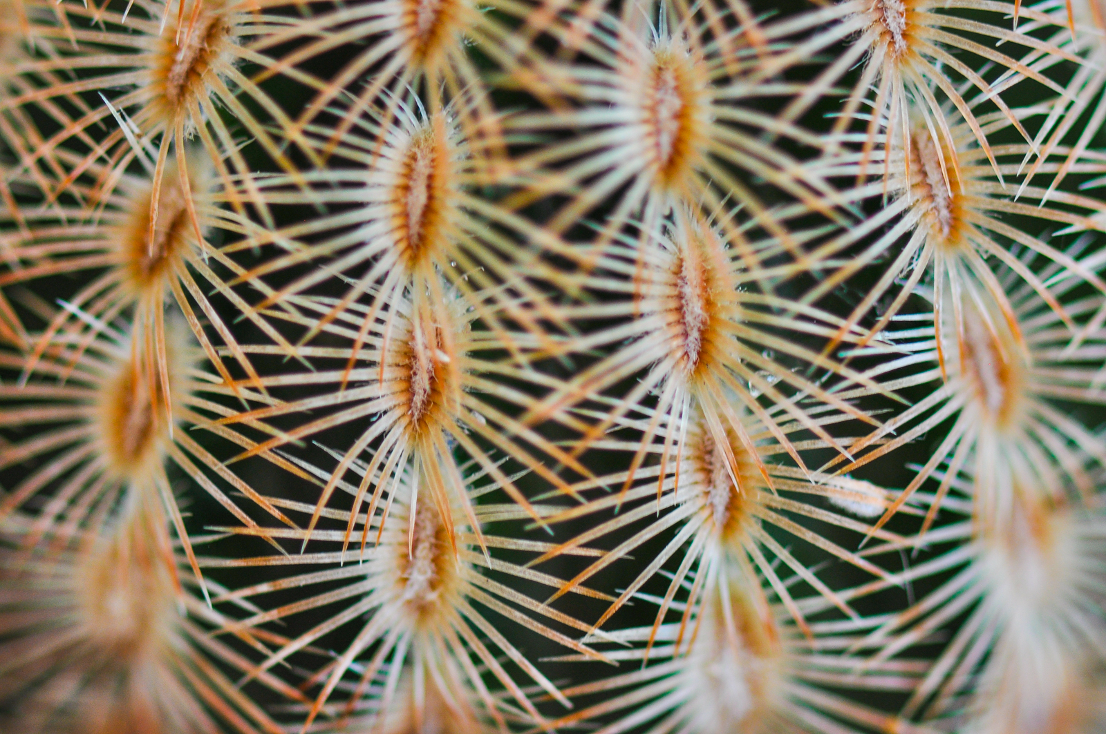 Photo by Sara A Knight  |  Echinocereus albiflora, in detail