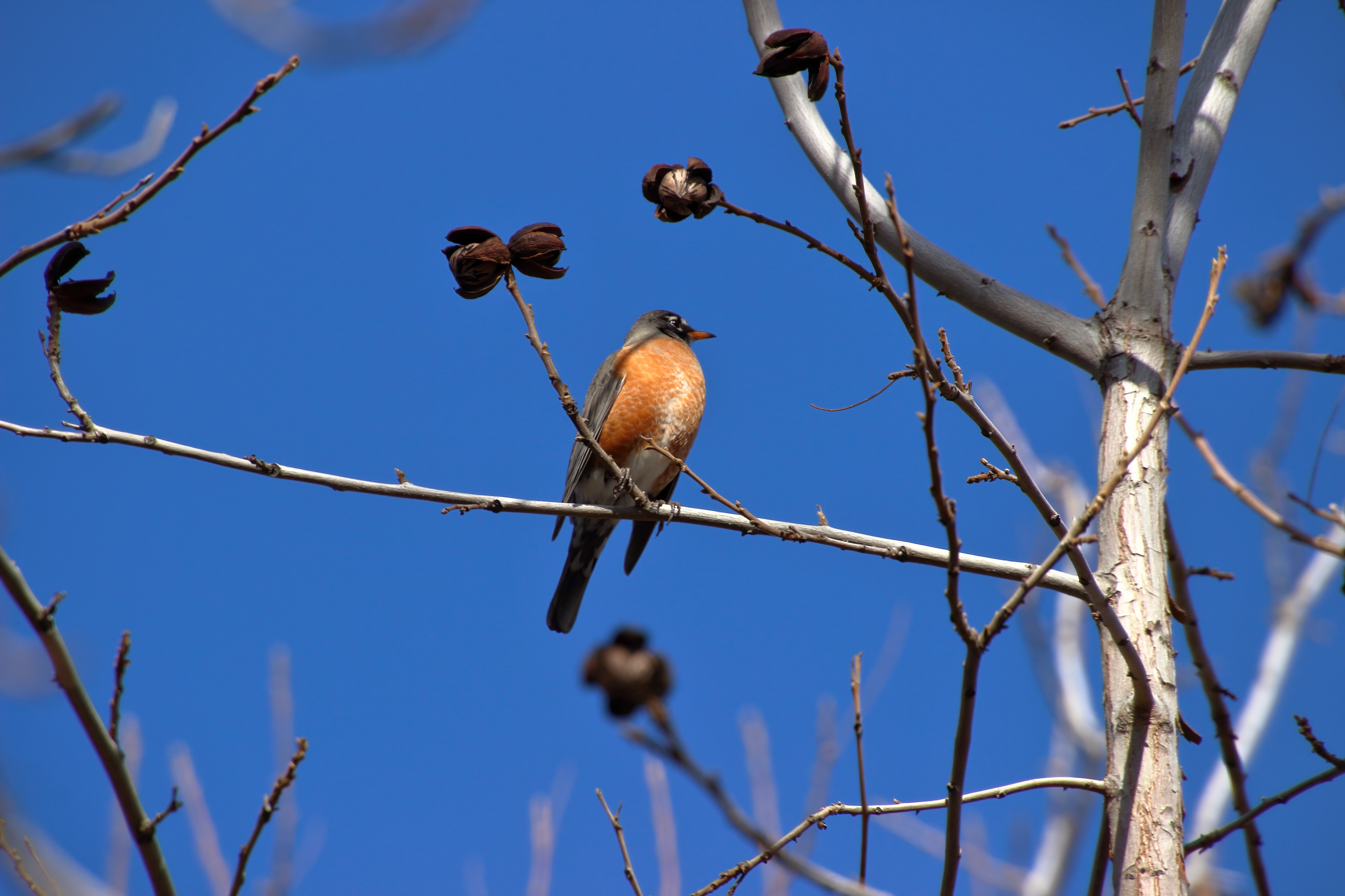 Photo by Tanner Schineller  |  An American Robin amongst the bare branches of a pecan tree.