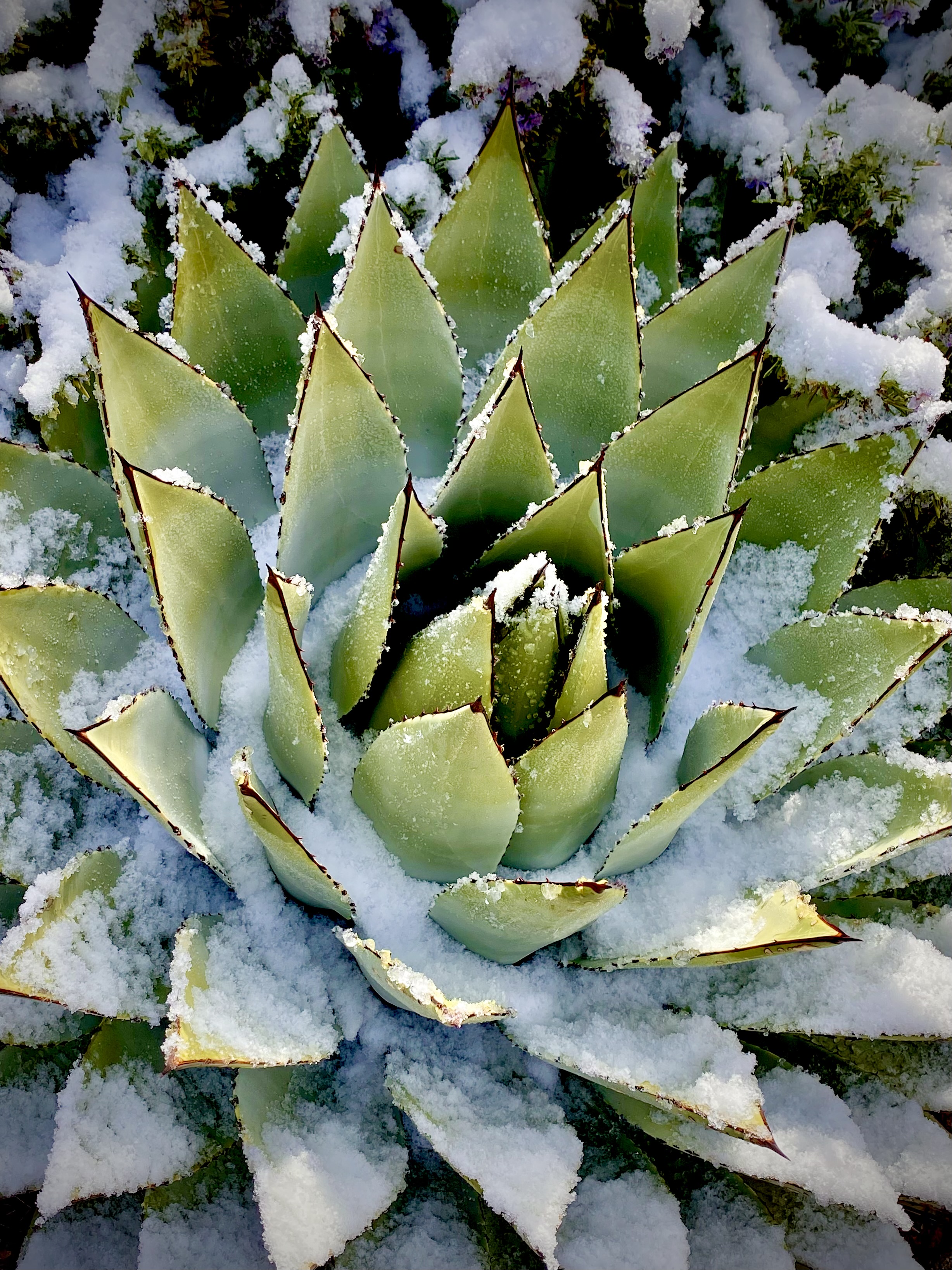 Photo by Lisa Renee Ludlum  |  The beautiful Agave blanketed in a fresh icy snow 