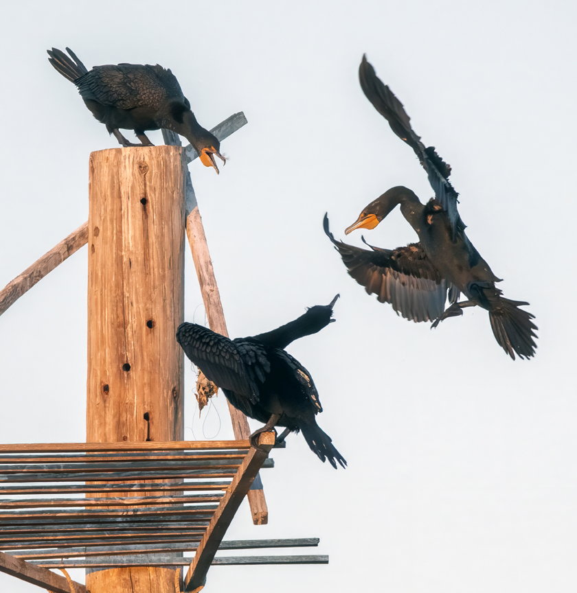 Photo by Tam Ryan  |  Two Double-crested Cormorants try to scare away an approaching Cormorant from landing on their high perch. 