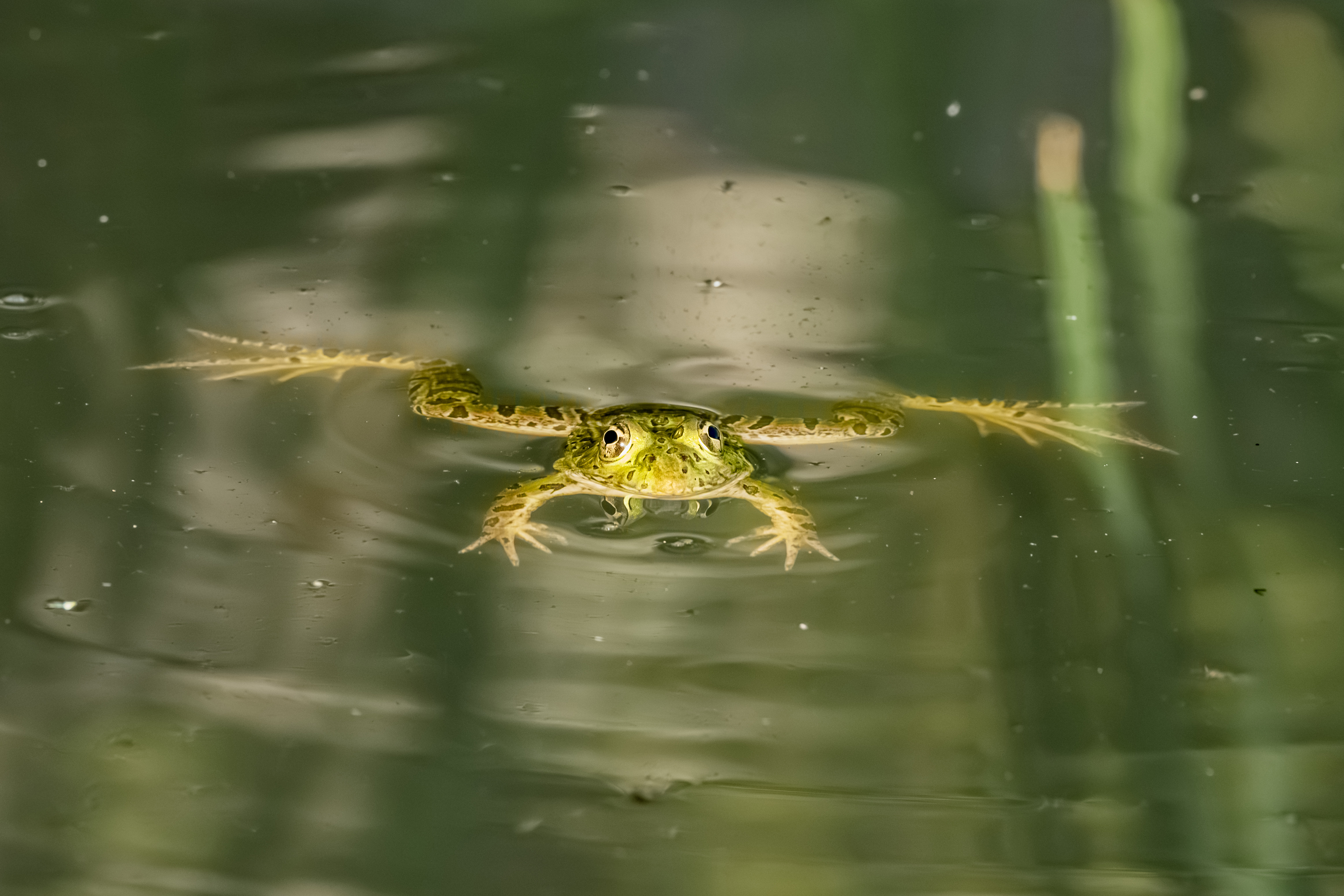 Photo by Jim Nelson  |  Chiricahua Leopard Frog (Lithobates chiricahuensis), staring me down.  In 2002, this frog was Llsted as Threatened under the Endangered Species Act.