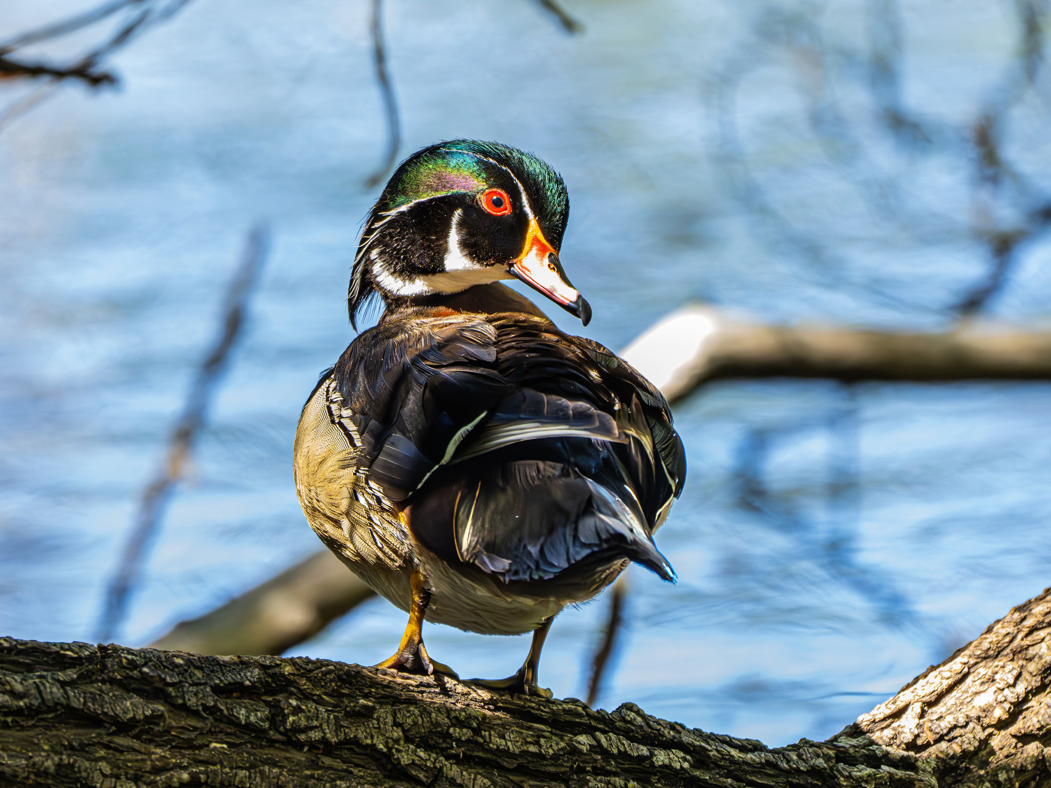 Photo by Nelson  |  Wood Duck (Aix sponsa) over the shoulder, from the rear, showing its colors.