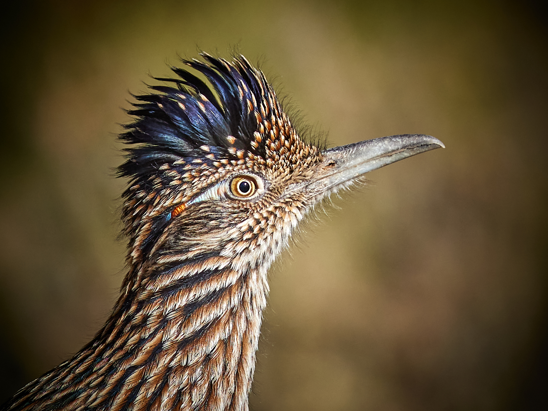 Photo by Tom Mangelsdorf  |  Greater Roadrunner