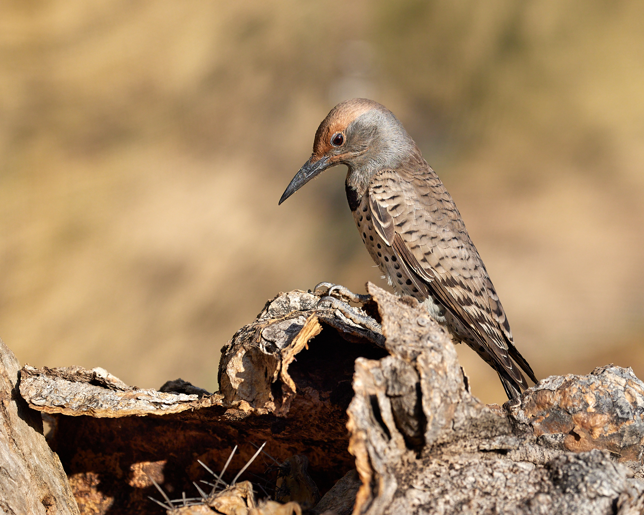 Photo by Tom Mangelsdorf  |  Female Gilded Flicker
