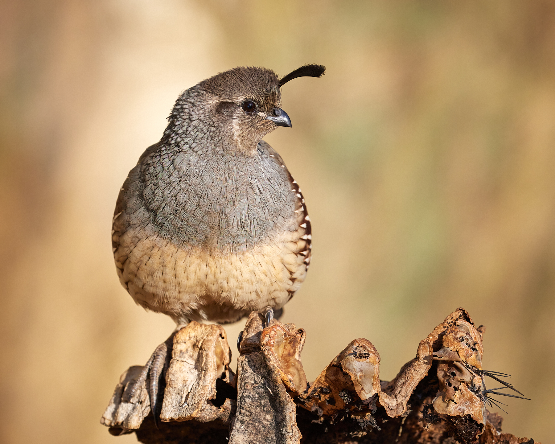 Photo by Tom Mangelsdorf  |  Gambel's Quail