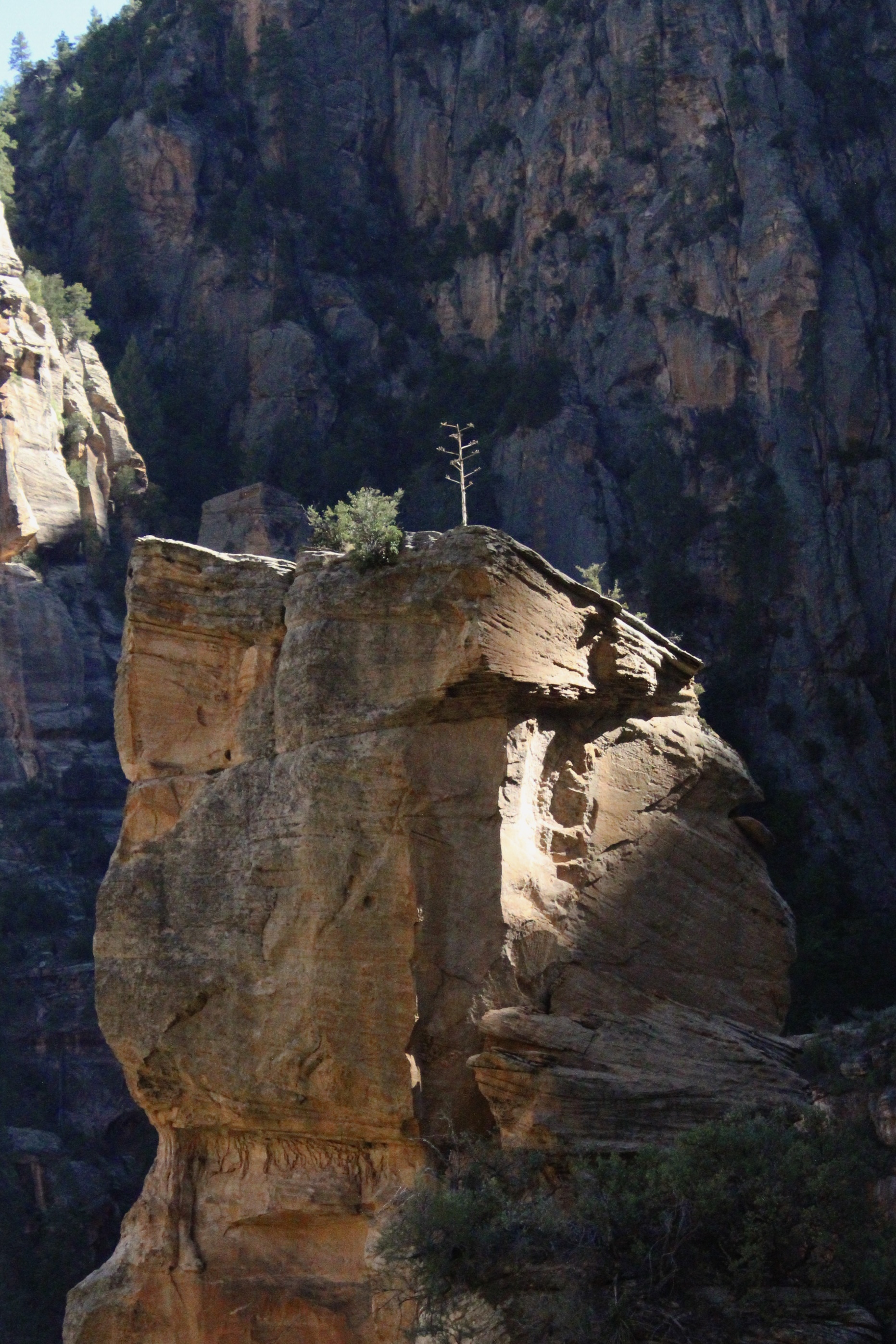 Photo by Elizabeth Leblanc   |  This is an image of a Century Plant growing at the top of a large rock column in a canyon.
