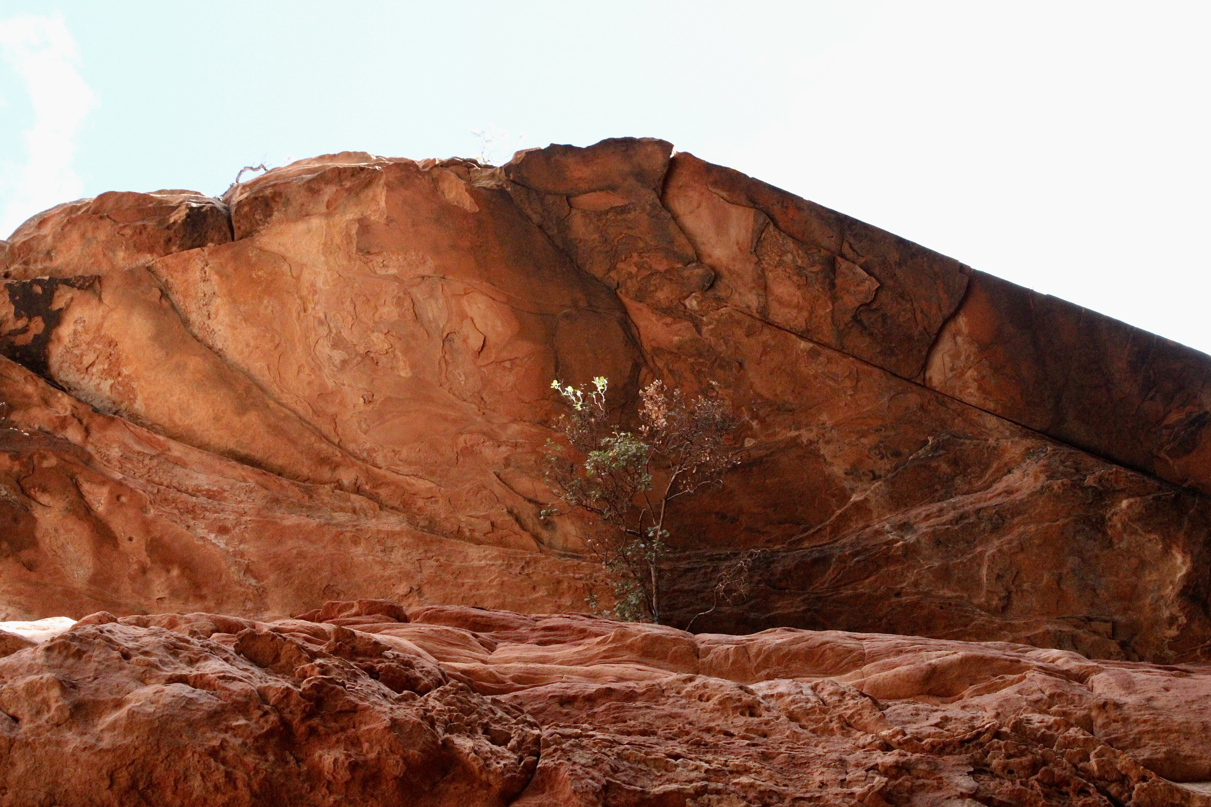 Photo by Elizabeth LeBlanc  |  This image is of a bush growing out of a crack in the face of a rock wall and an overhang.