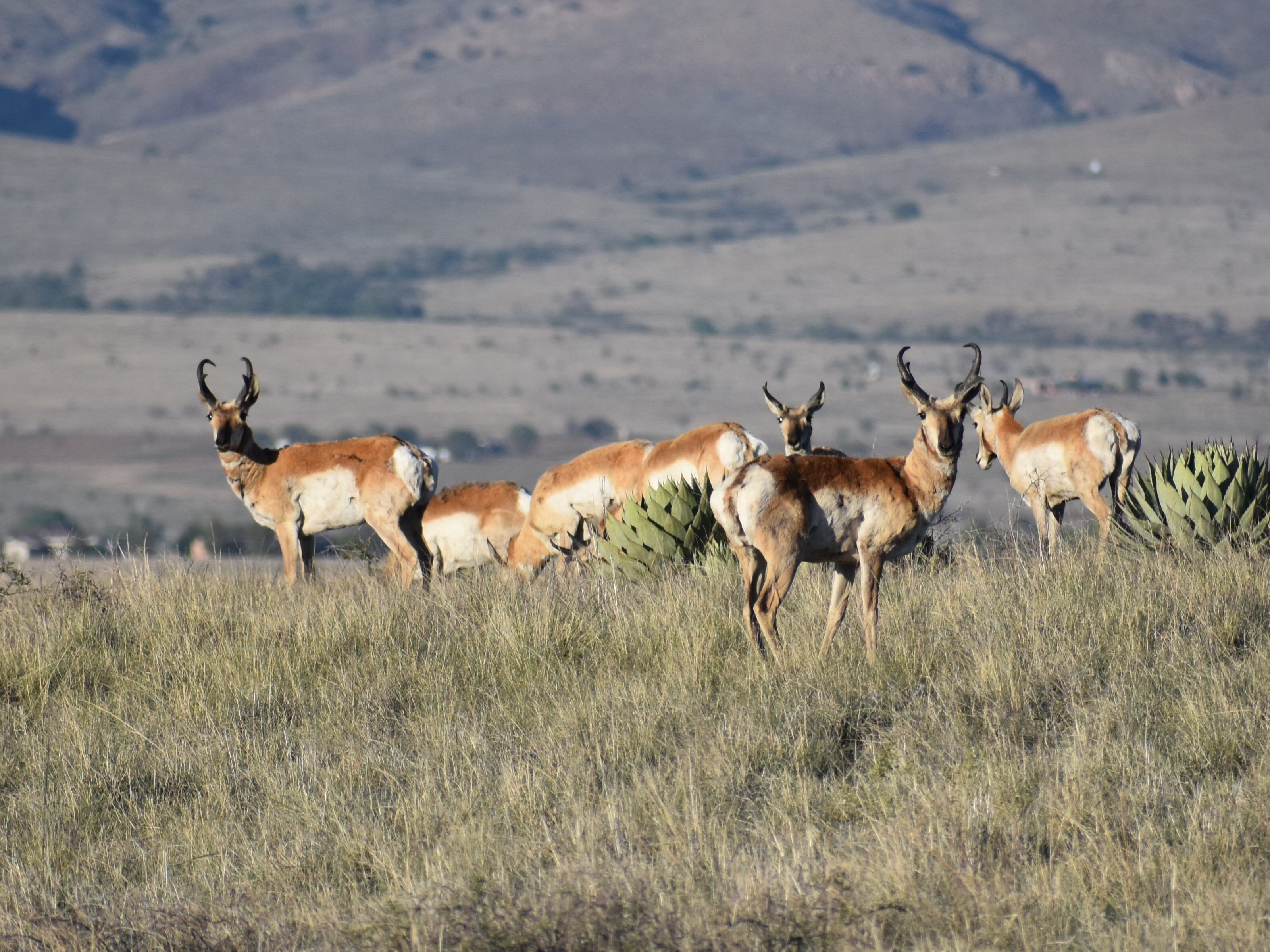 Photo by Patricia Starr  |  Sonoran pronghorn grazing in field near Elgin, AZ on Hwy 83.