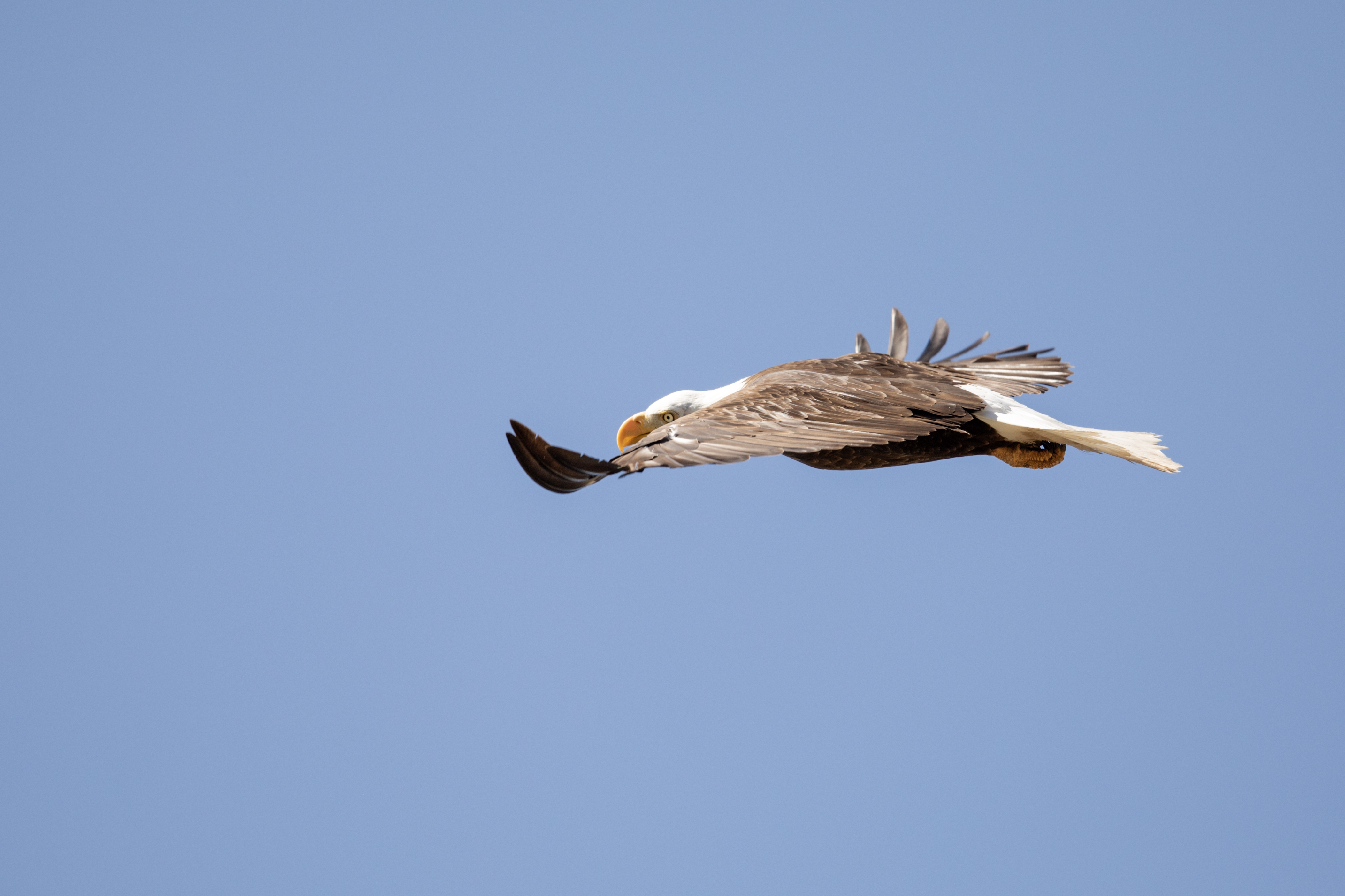 Photo by Jole Guthery  |  Beautiful Bald Eagle in flight
