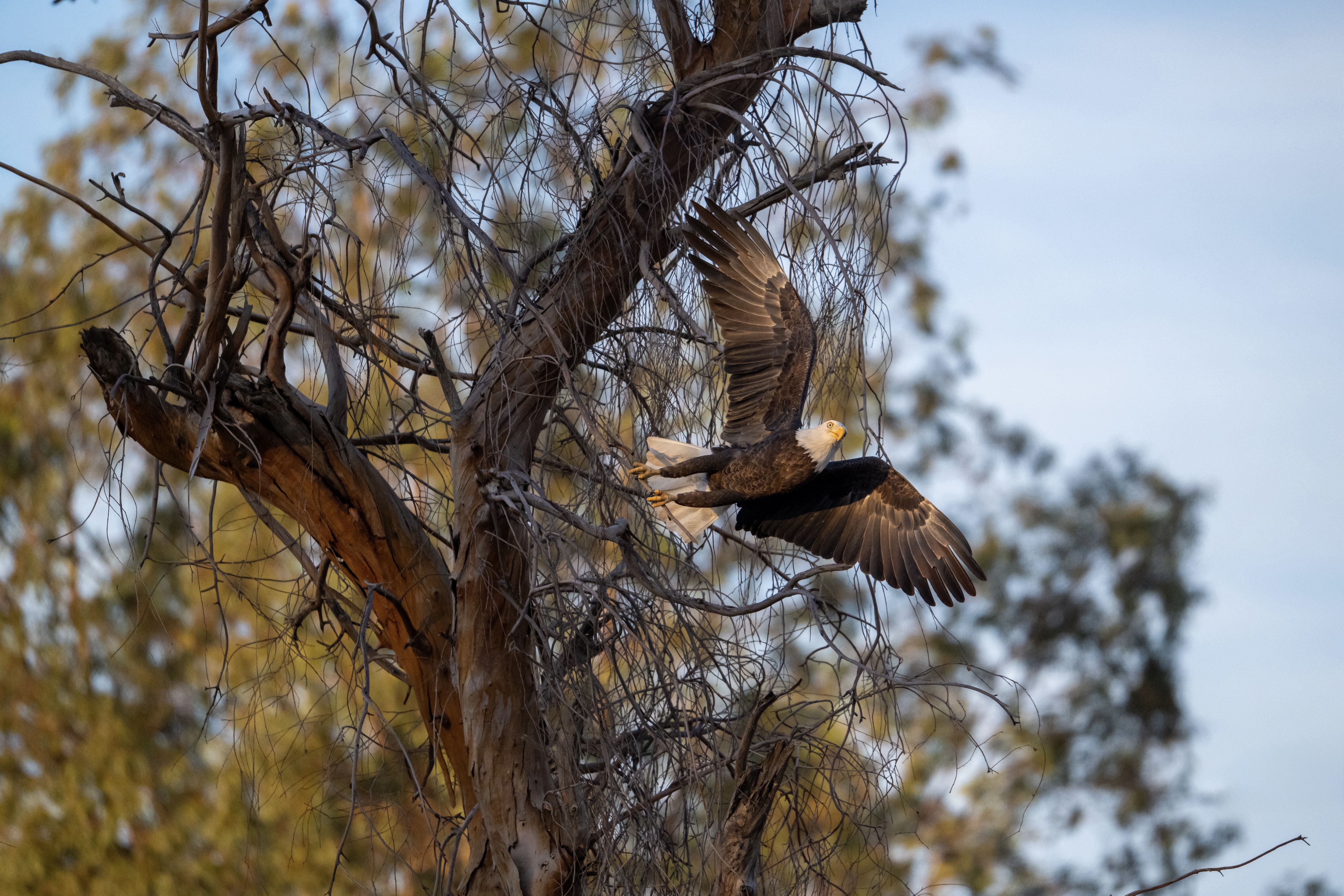 Photo by Douglas Coxon   |  An adult bald eagle gathering branches for nesting material