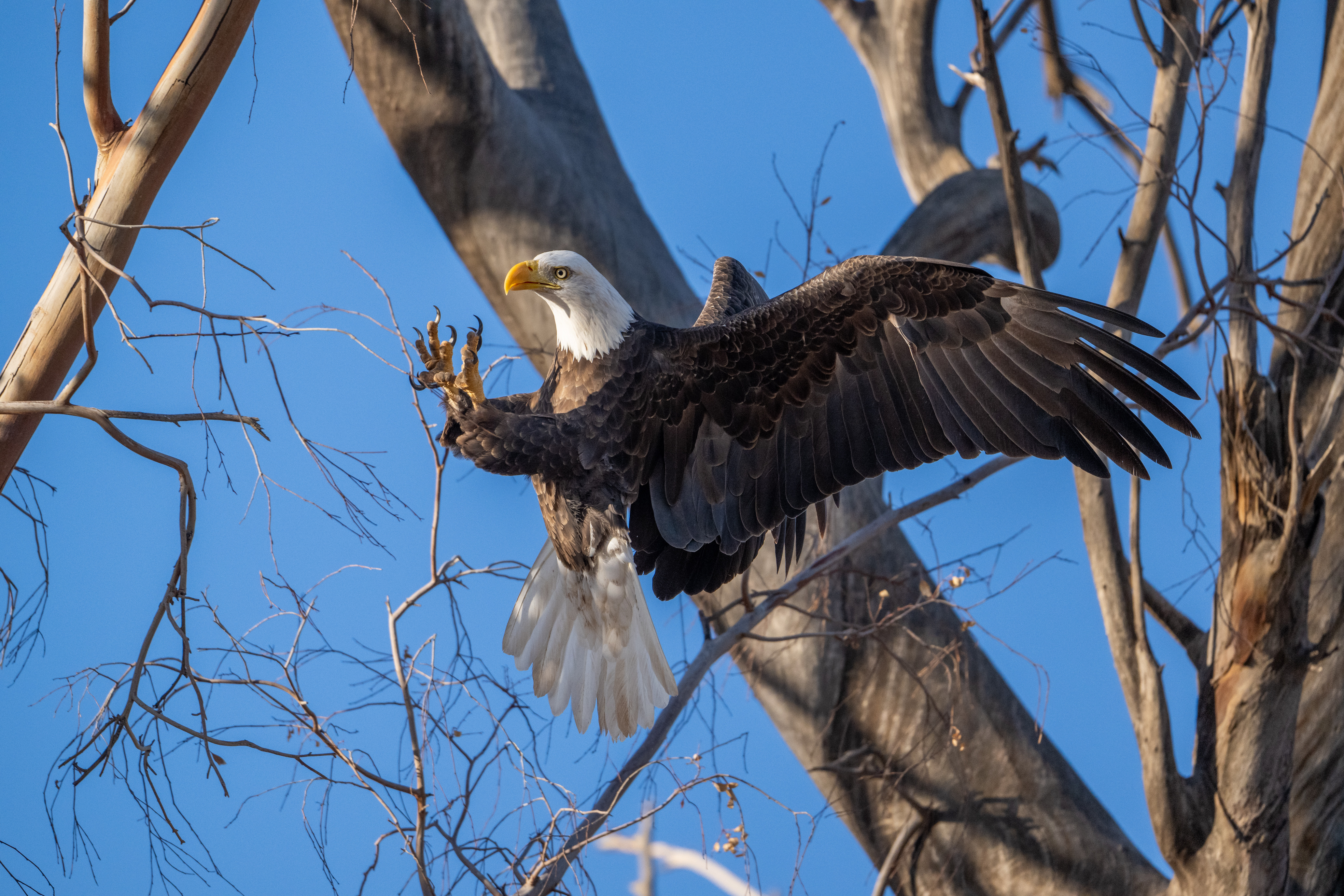 Photo by Douglas Coxon  |  An adult bald eagle readies itself to grab a limb for it’s nest.