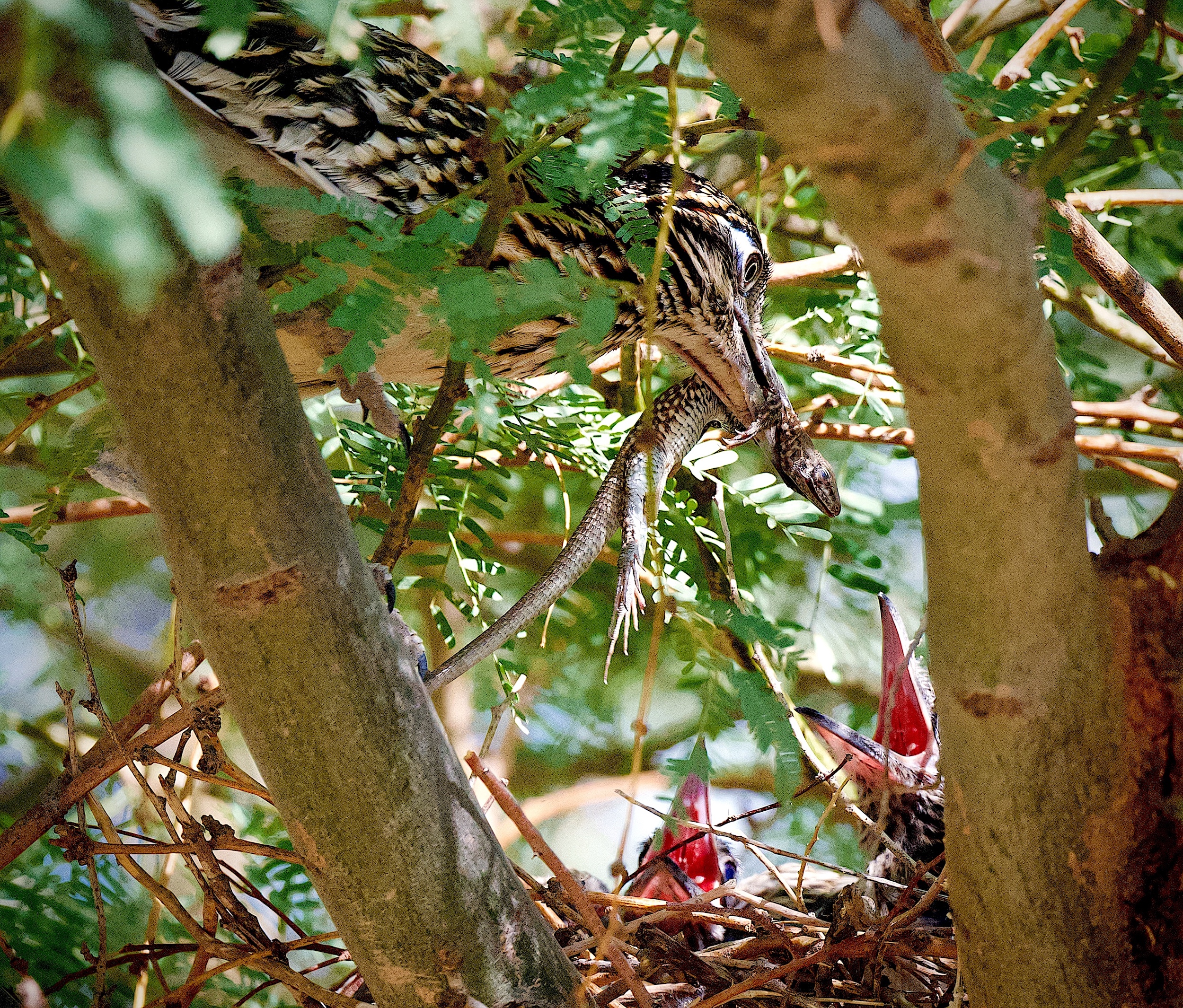 Photo by Mark Koster  |  "Momma" Greater Roadrunner offers up a lizard to her two babies early one morning