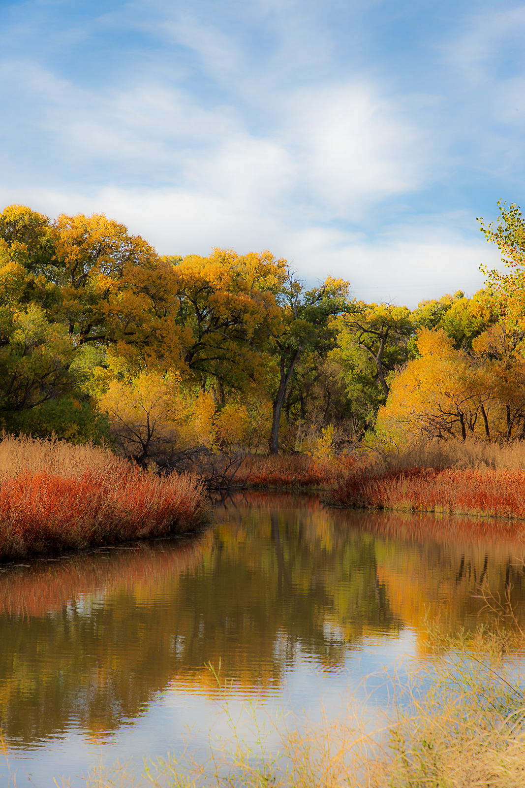 Photo by Carolyn Cummins  |  Autumn colors at Watson Lake in November 2025.  