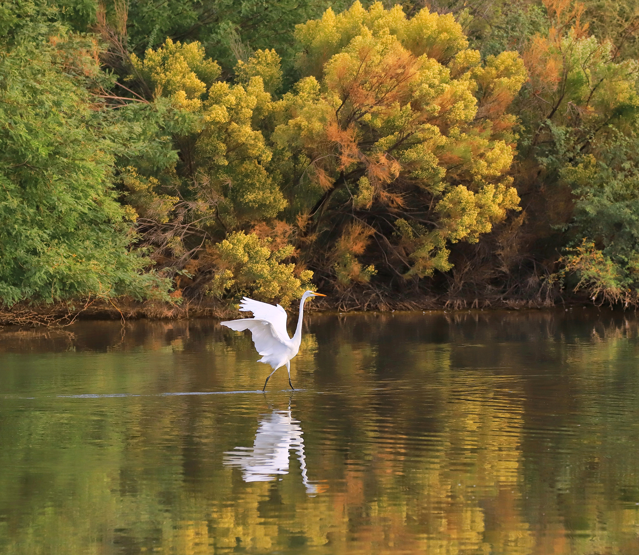 Photo by Debbie Angel  |  Egret appearing to walk on water surrounded by fall color trees