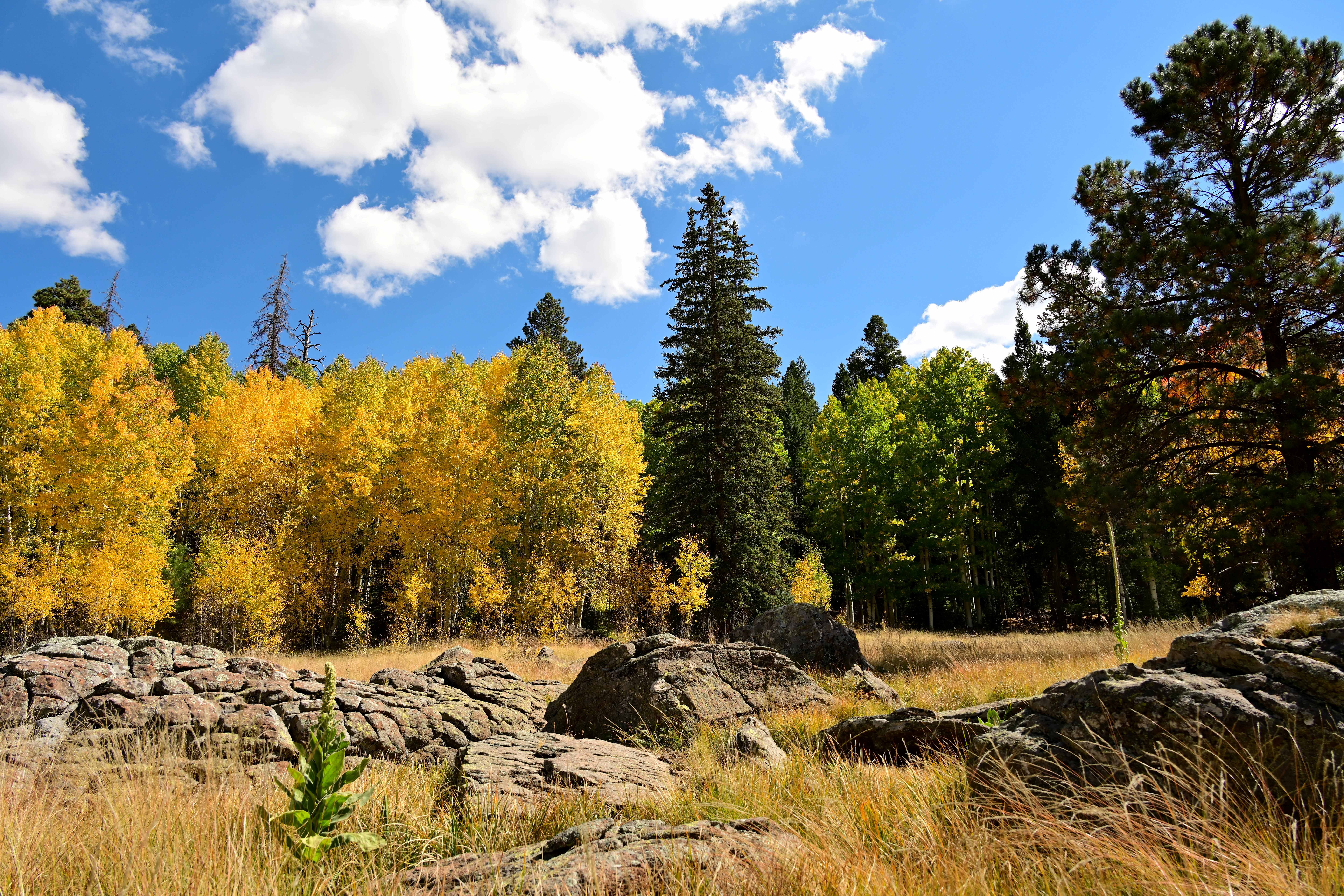 Photo by David Burns  |  Aspens in full color with rocky foreground.