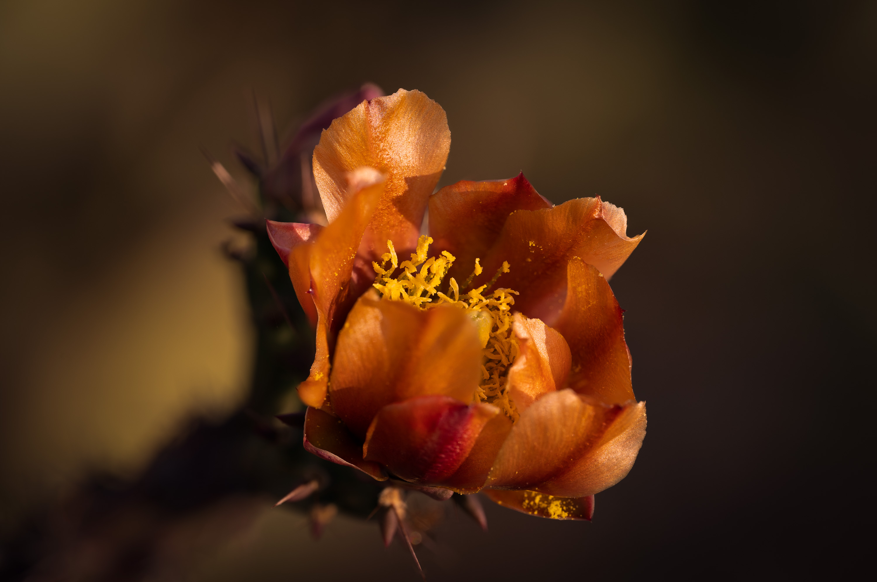 Photo by Michael P Litecky  |  Macro Staghorn Cactus Flower
