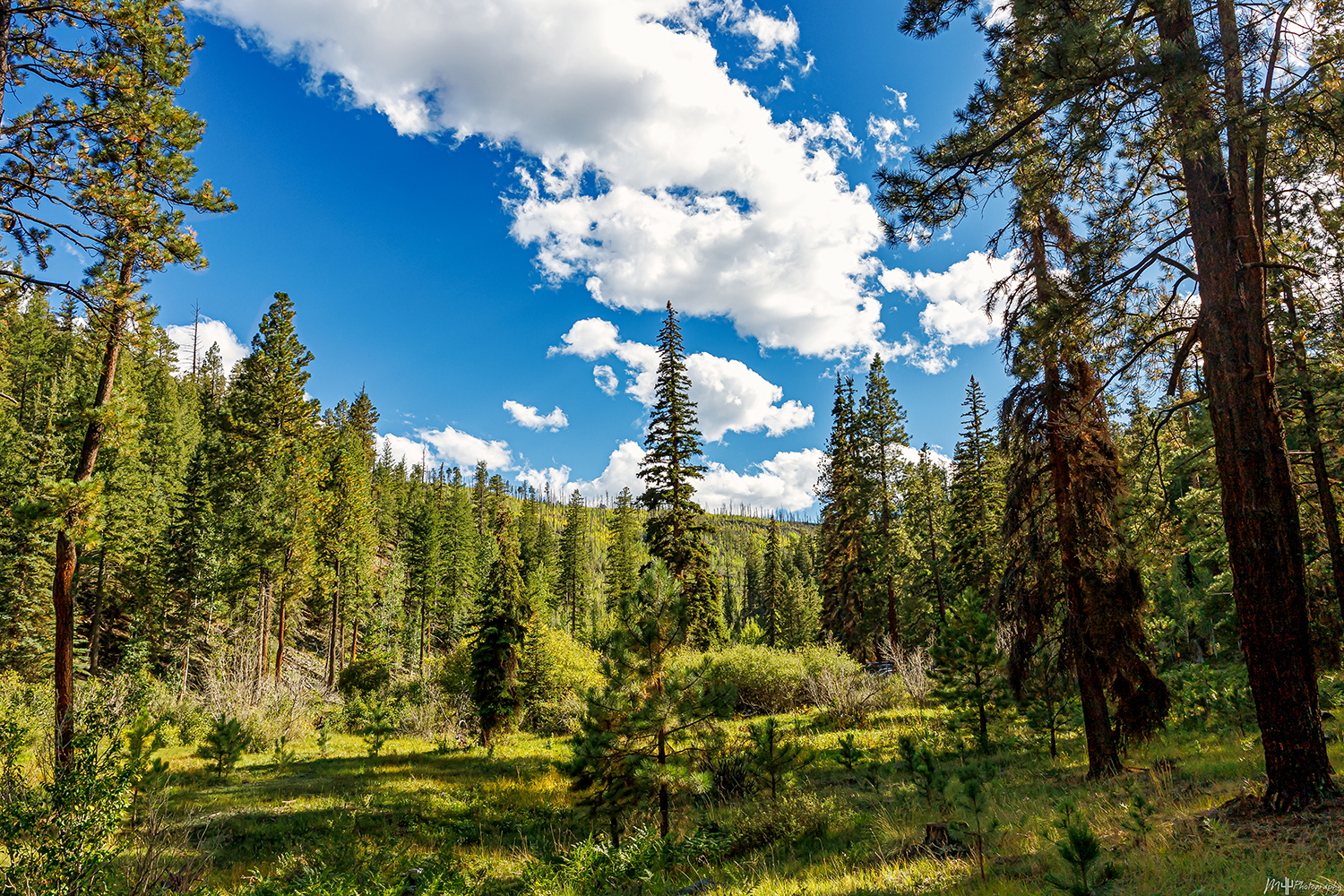 Photo by Mike Woods  |   East Fork Little Colorado River  
