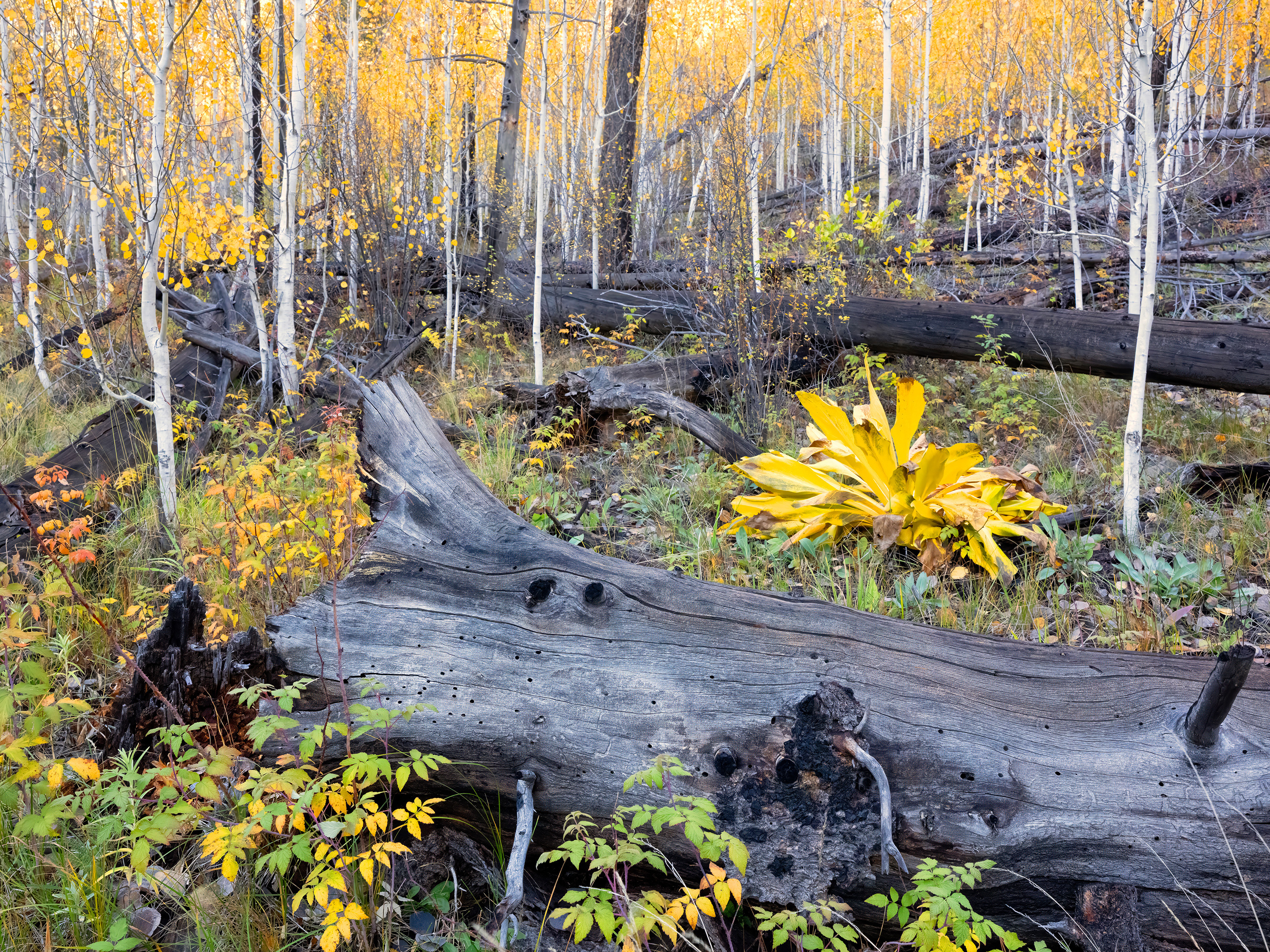 Photo by Marcus W. Reinkensmeyer  |  Chilly winds usher in warm autumn colors on our hike along the scenic Little Colorado River, Greer, Arizona.    