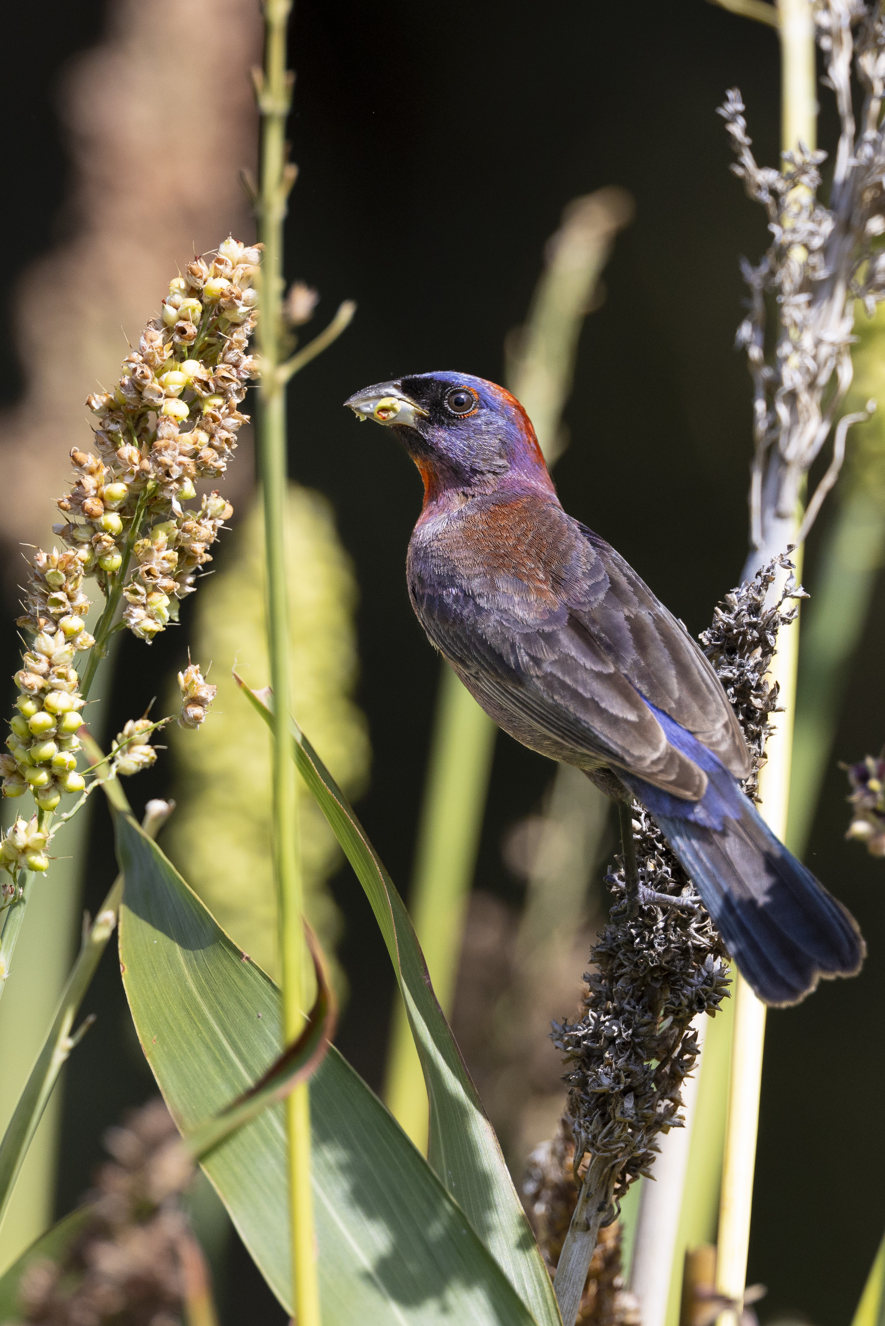 Photo by Jonathon Iosla  |  A male Varied Bunting pauses among the grasses of Madera Canyon, Arizona, its deep violet, blue, and chestnut plumage illuminated by the warm desert light. Surrounded by native vegetation, the image c