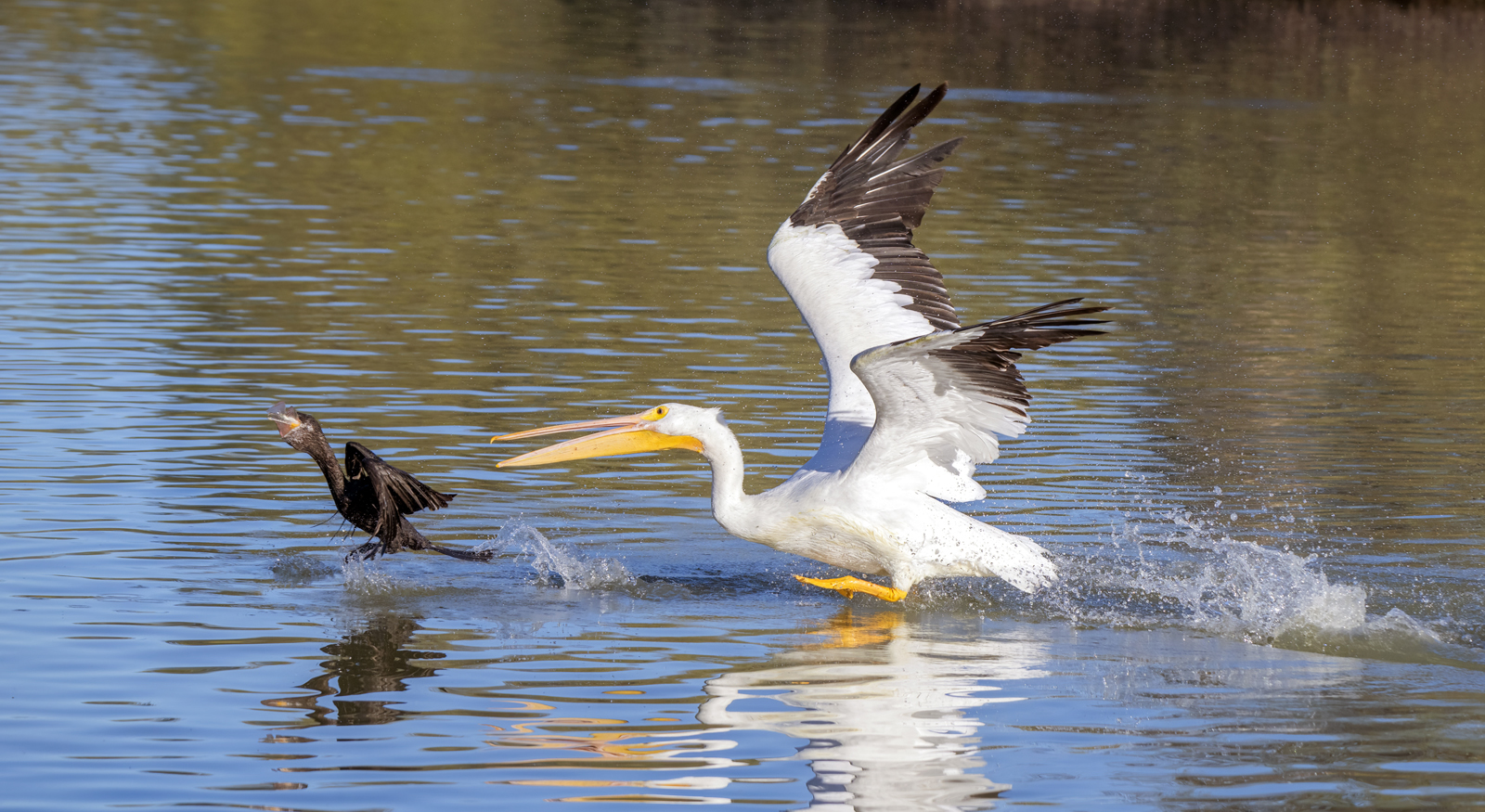 Photo by Tam Ryan  |  American White Pelican and Neotropic Cormorant The Chase - The Pelican chases after the Cormorant for the fish that it just captured.
