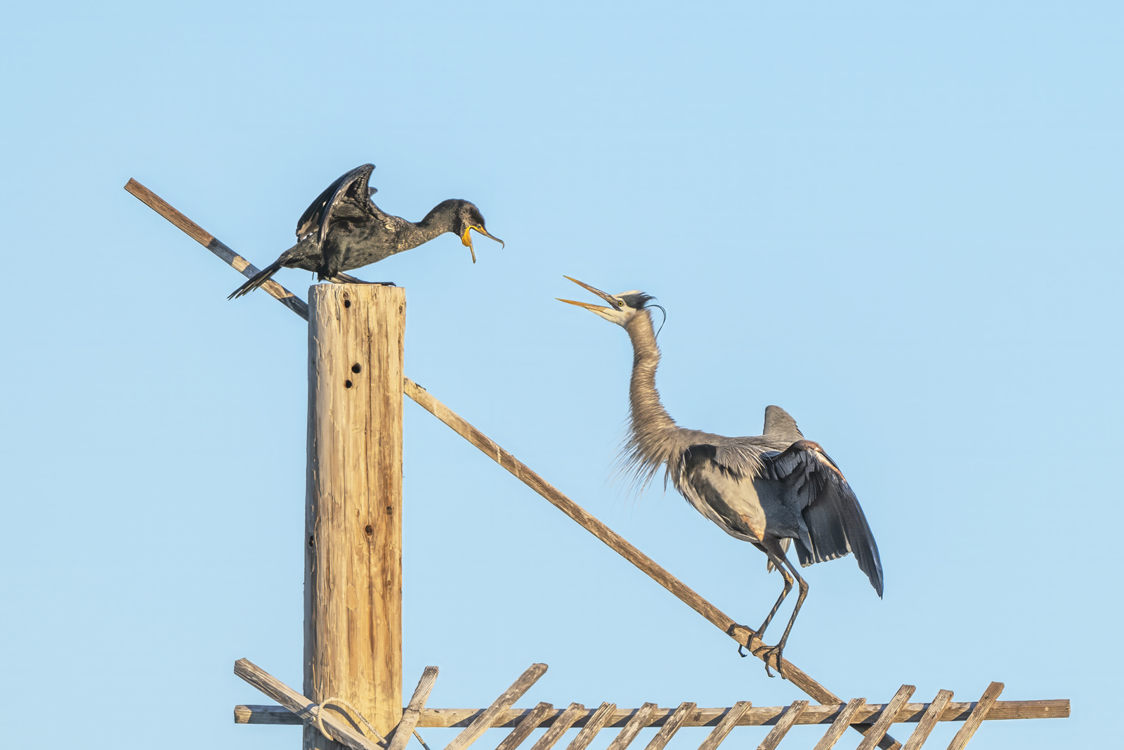 Photo by Tam Ryan  |  Great Blue Heron and Double-crested Cormorant - "The Perch Dispute" Facing off over the coveted top spot on a tall man-made perch, each seemingly determined to claim the high ground. 