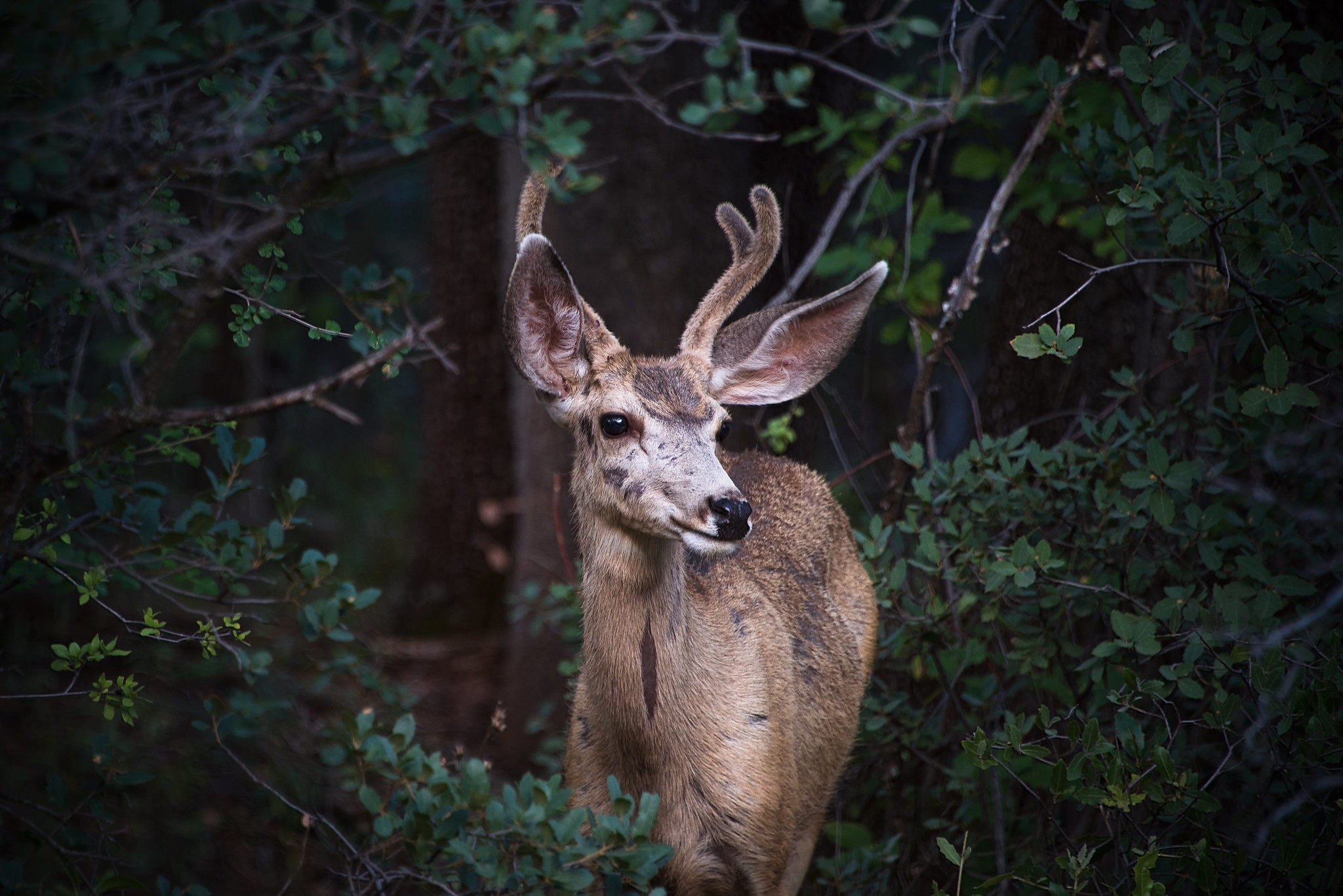 Photo by Michael Wilson  |  Early morning mule deer in Fay Canyon, Sedona