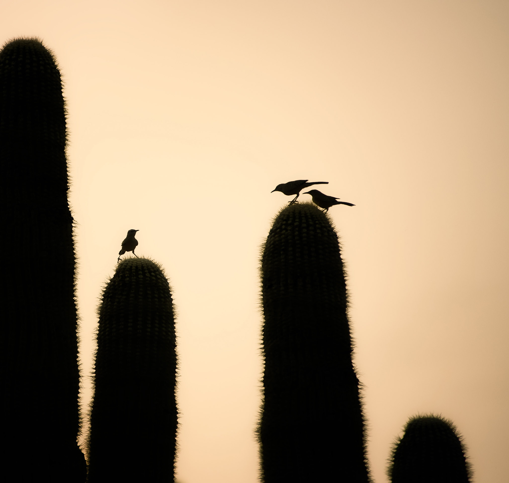 Photo by Michael Wilson  |  Silhouettes of Arizona's state bird at sunset