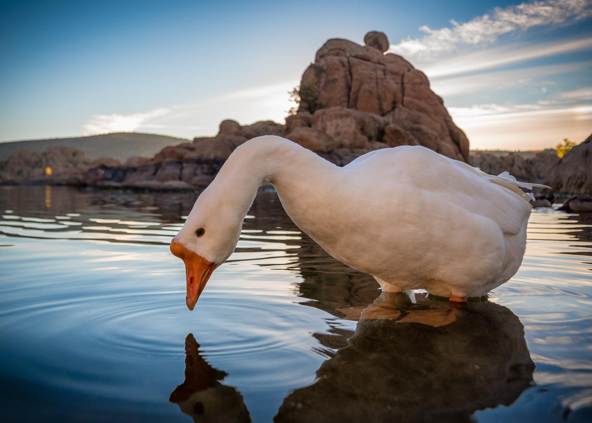 Photo by Michael Wilson  |  Swan goose at Watson Lake
