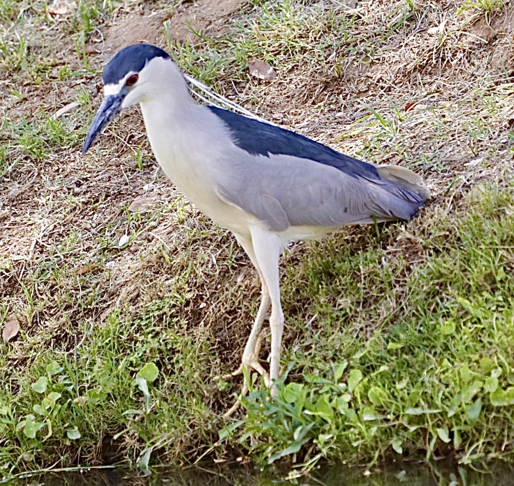 Photo by Beverly DeMartino  |  Black-crowned Night Heron by the stream.