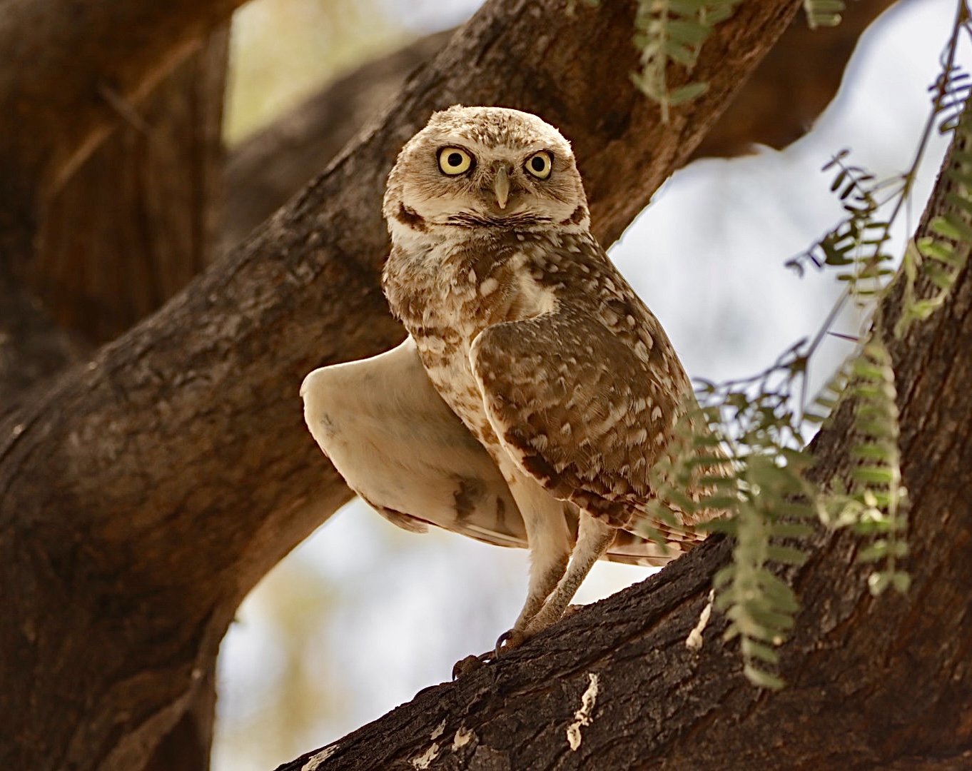 Photo by Beverly DeMartino  |  Burrowing Owl in Mesquite Tree